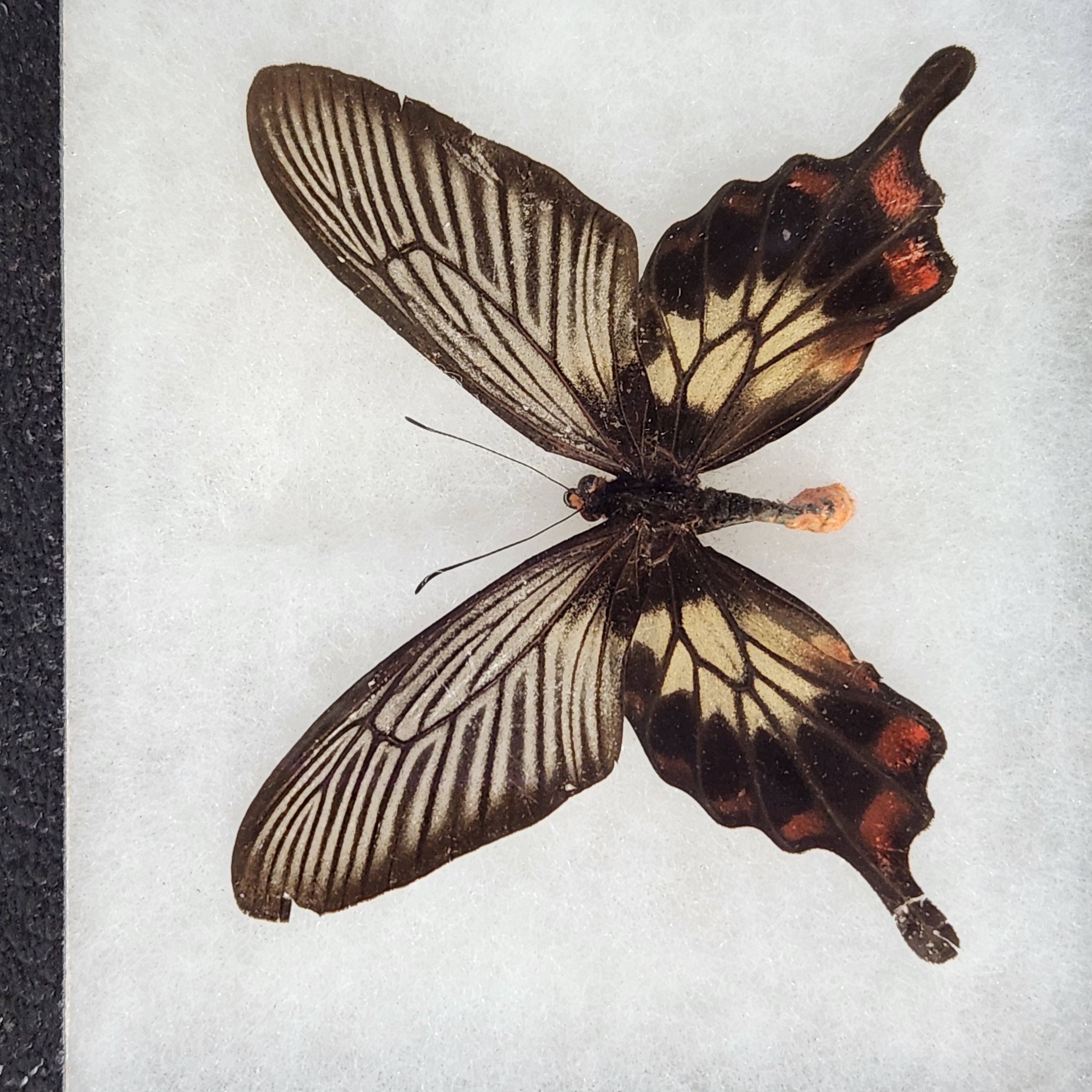 Framed Moth & Butterfly Specimens in Riker Mounts