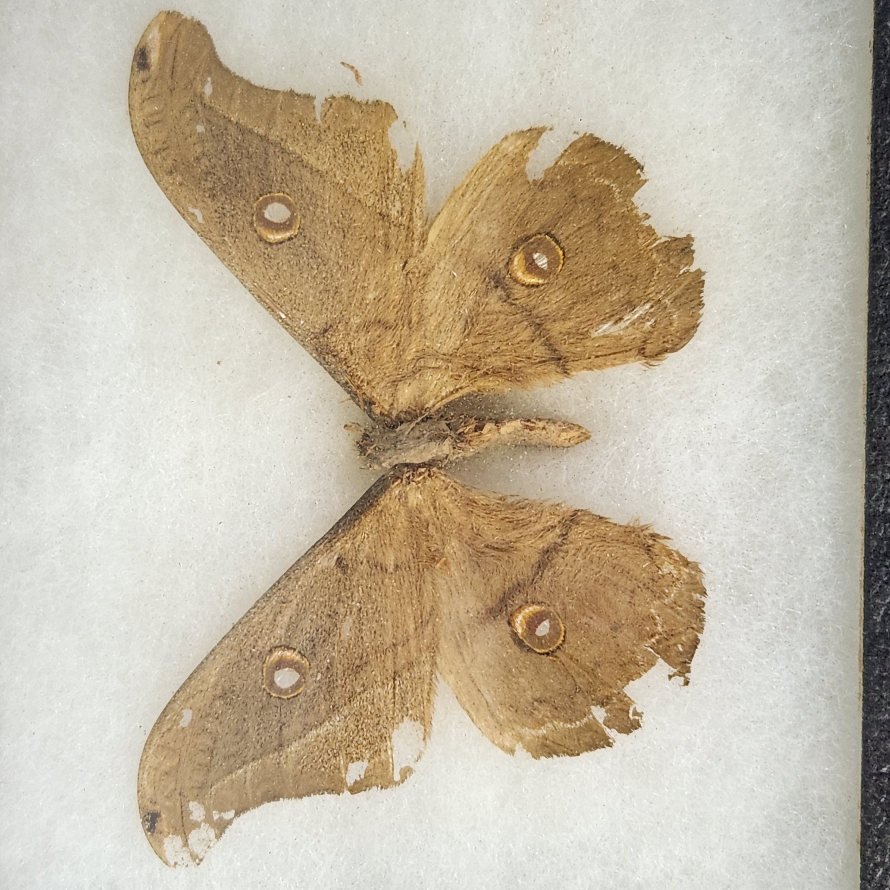 Framed Moth & Butterfly Specimens in Riker Mounts