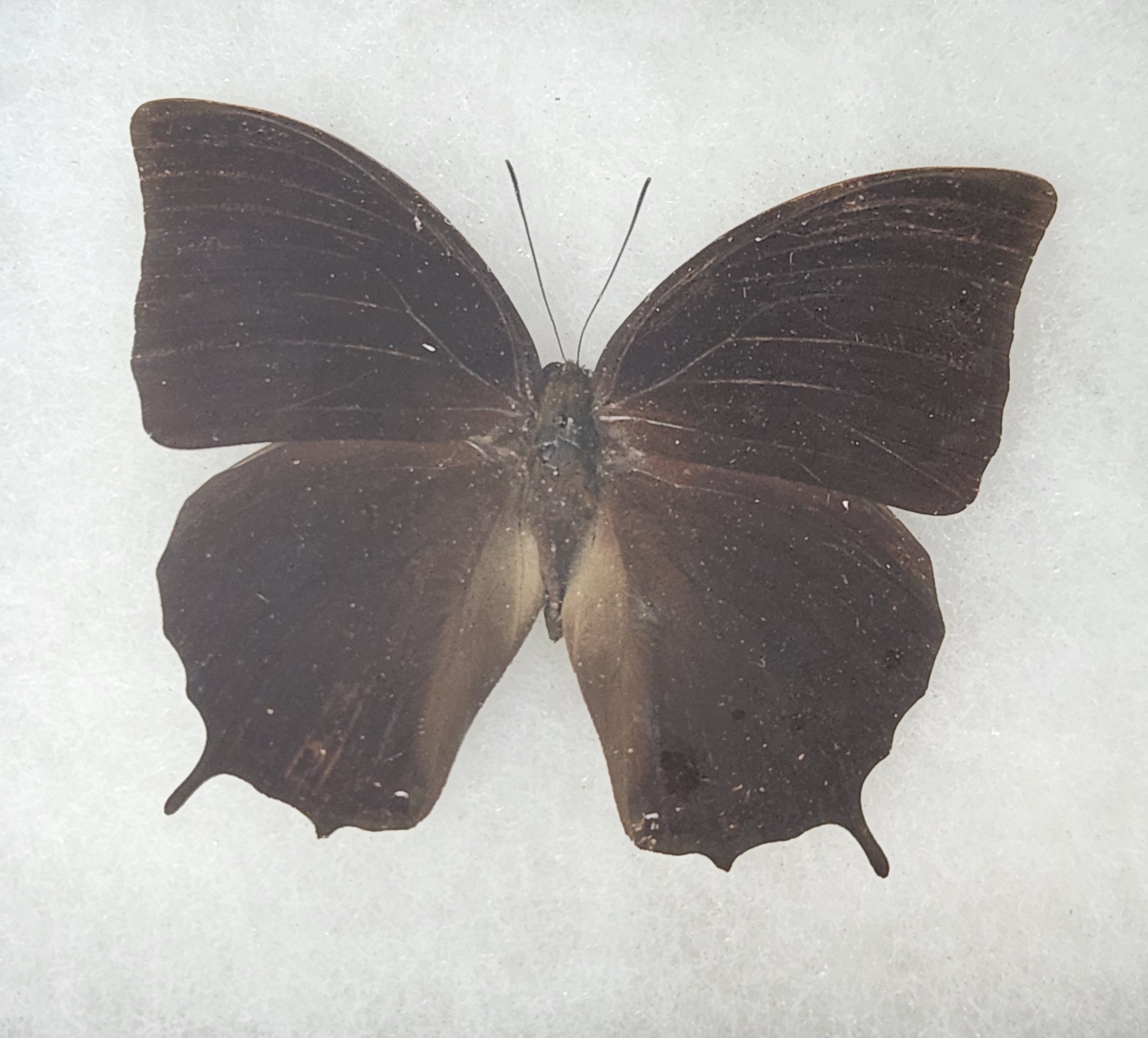 Framed Moth & Butterfly Specimens in Riker Mounts