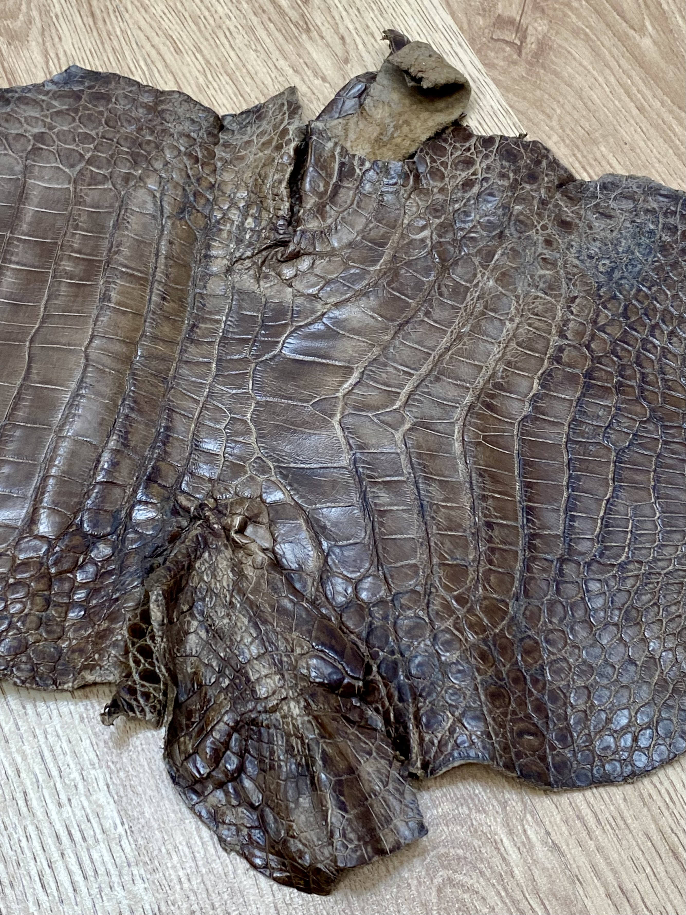 A Tanned Crocodile or Alligator Leather Hide