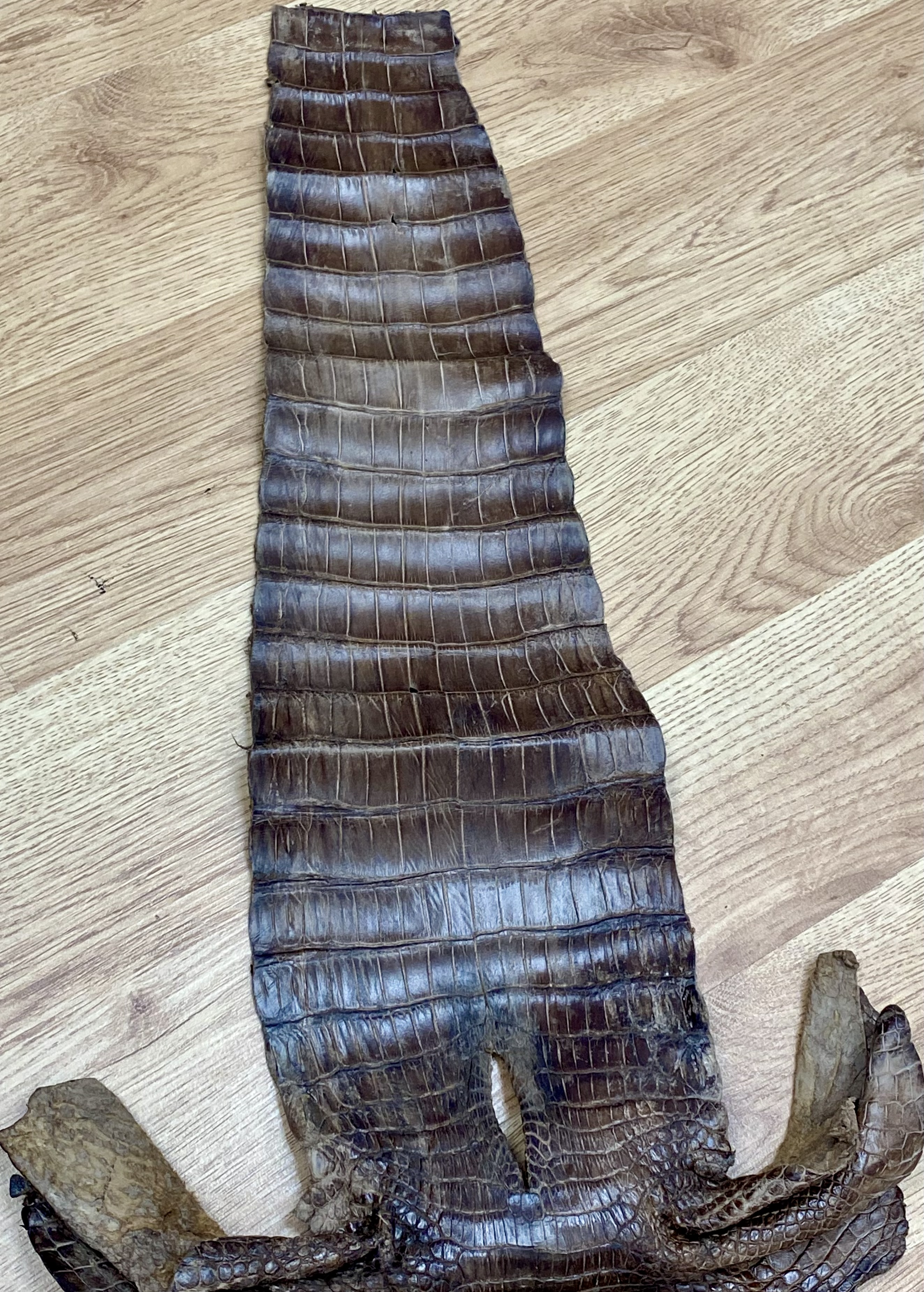 A Tanned Crocodile or Alligator Leather Hide