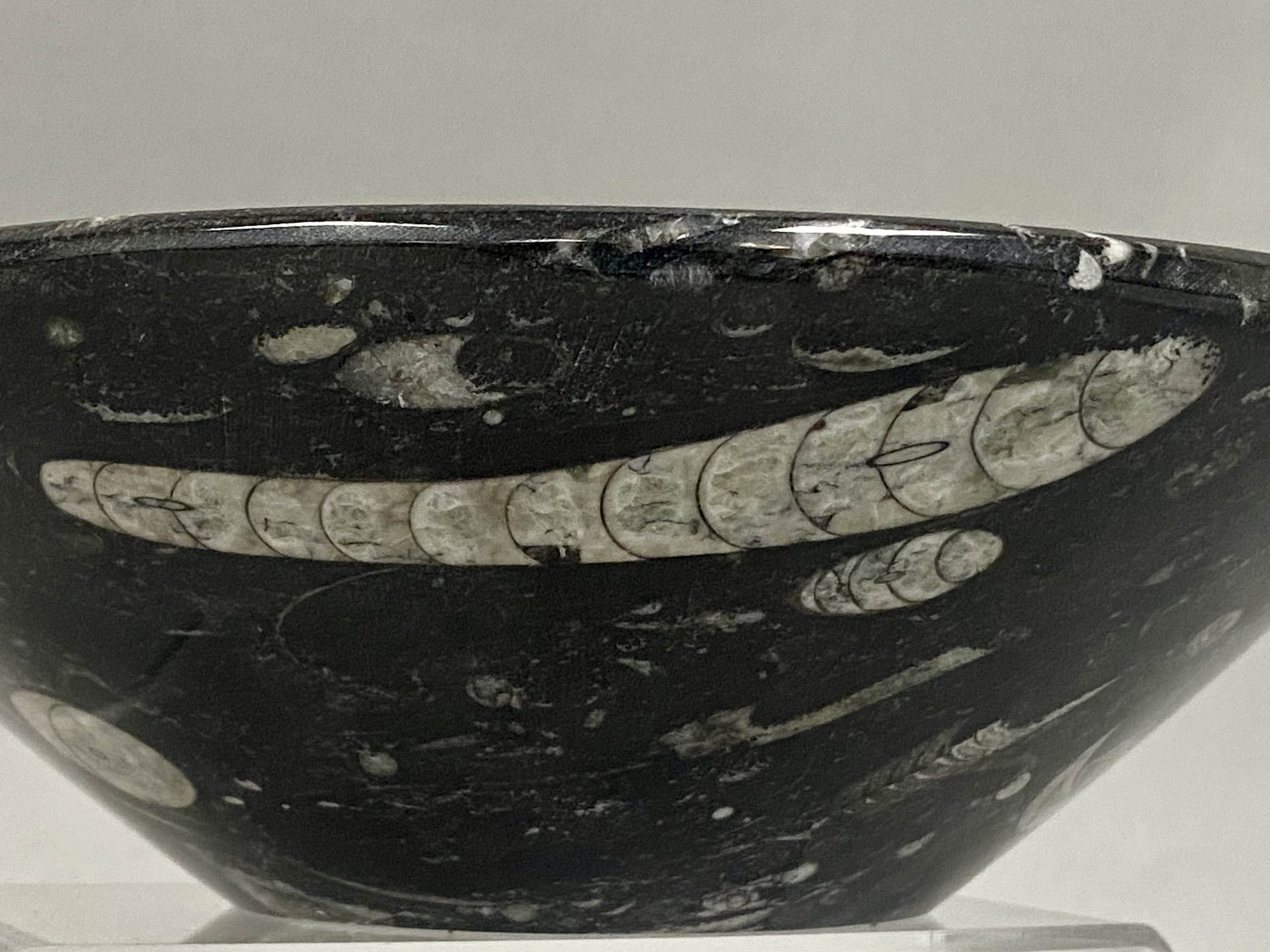 Vintage 8" Orthoceras Fossil Stone Bowl