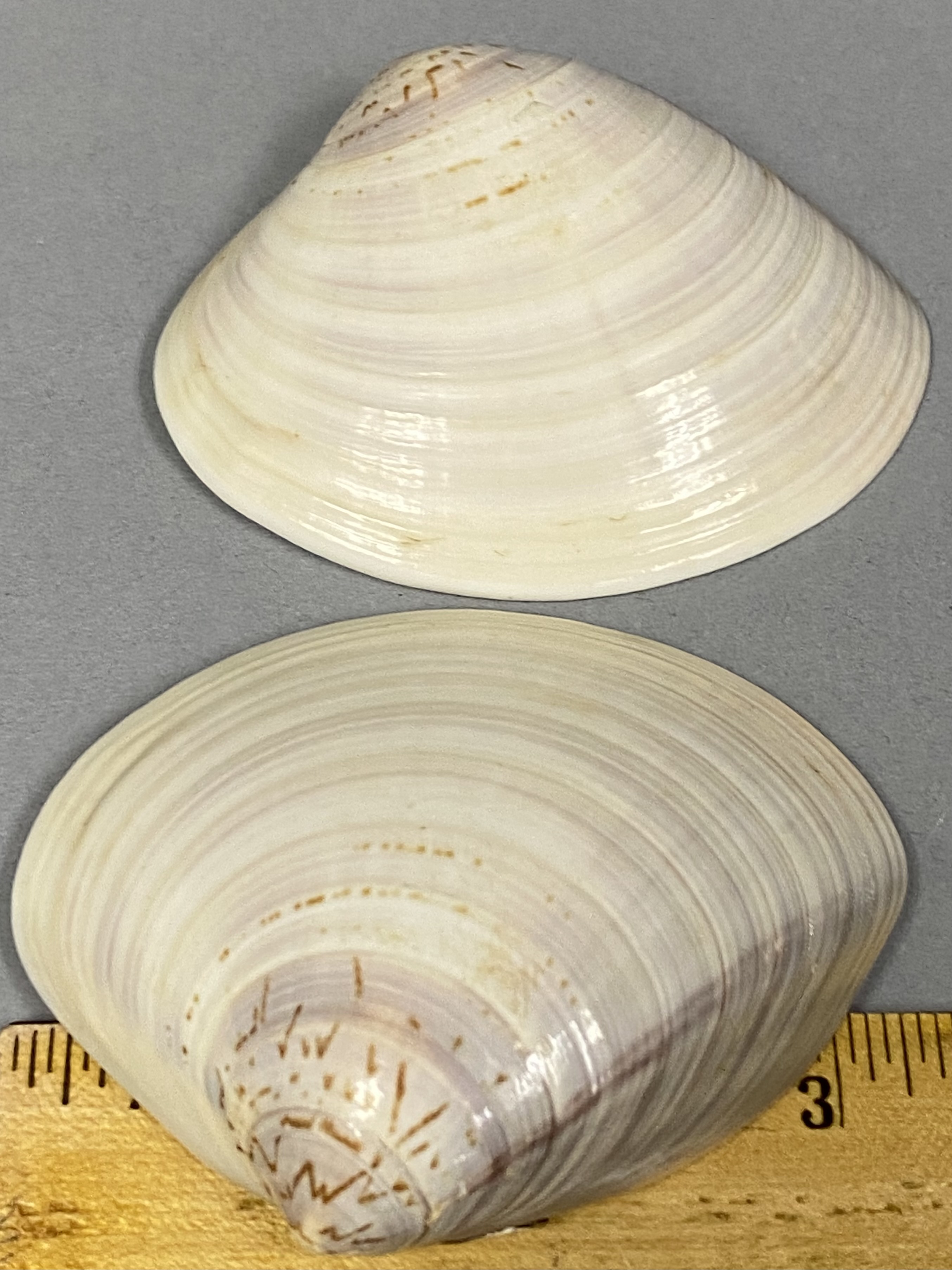 Japanese Kai-Awase Shells and Porcelain Salts