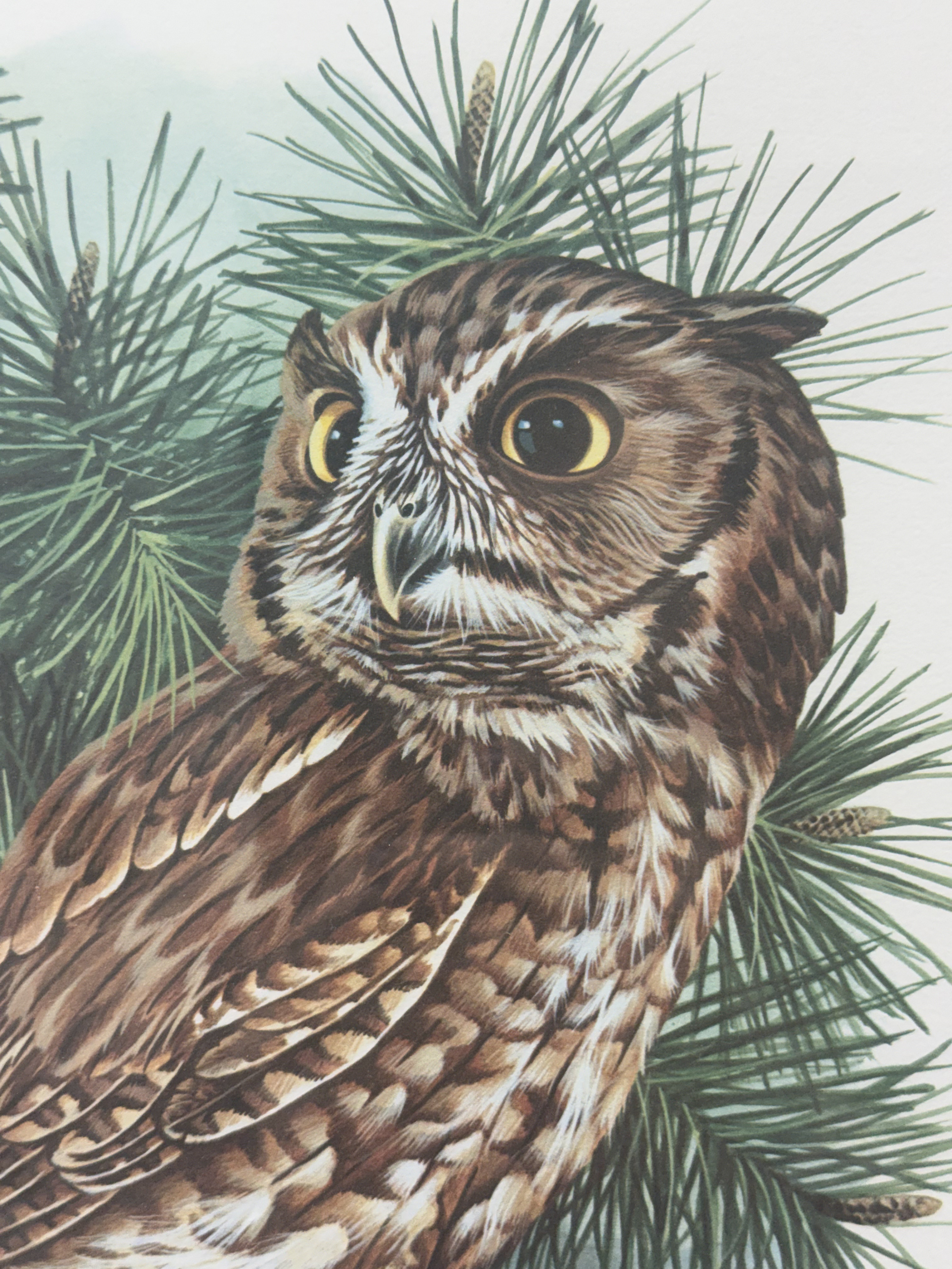 Richard Timm Signed Screech Owl Lithograph