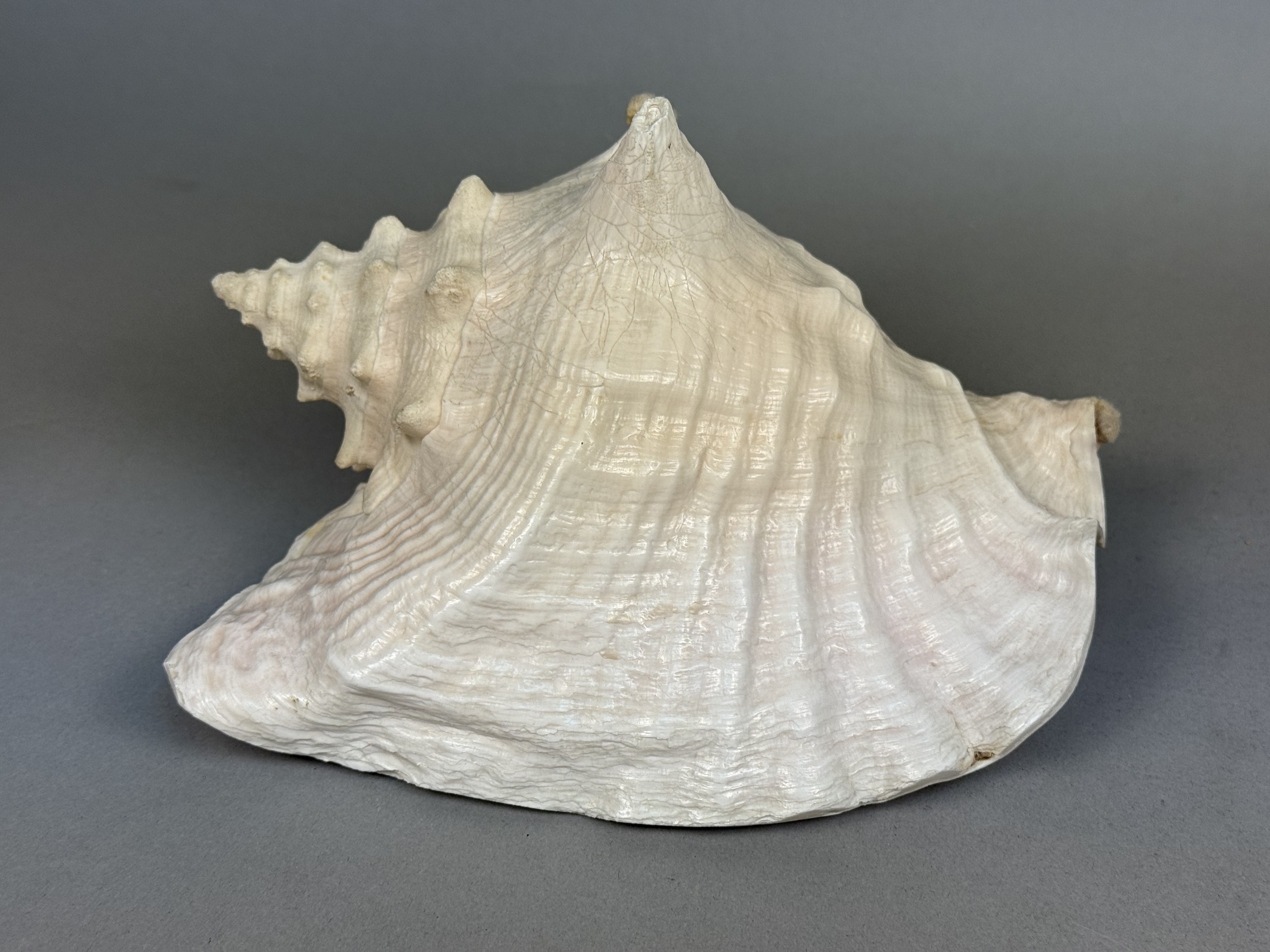 Large Queen Conch Sea Shell