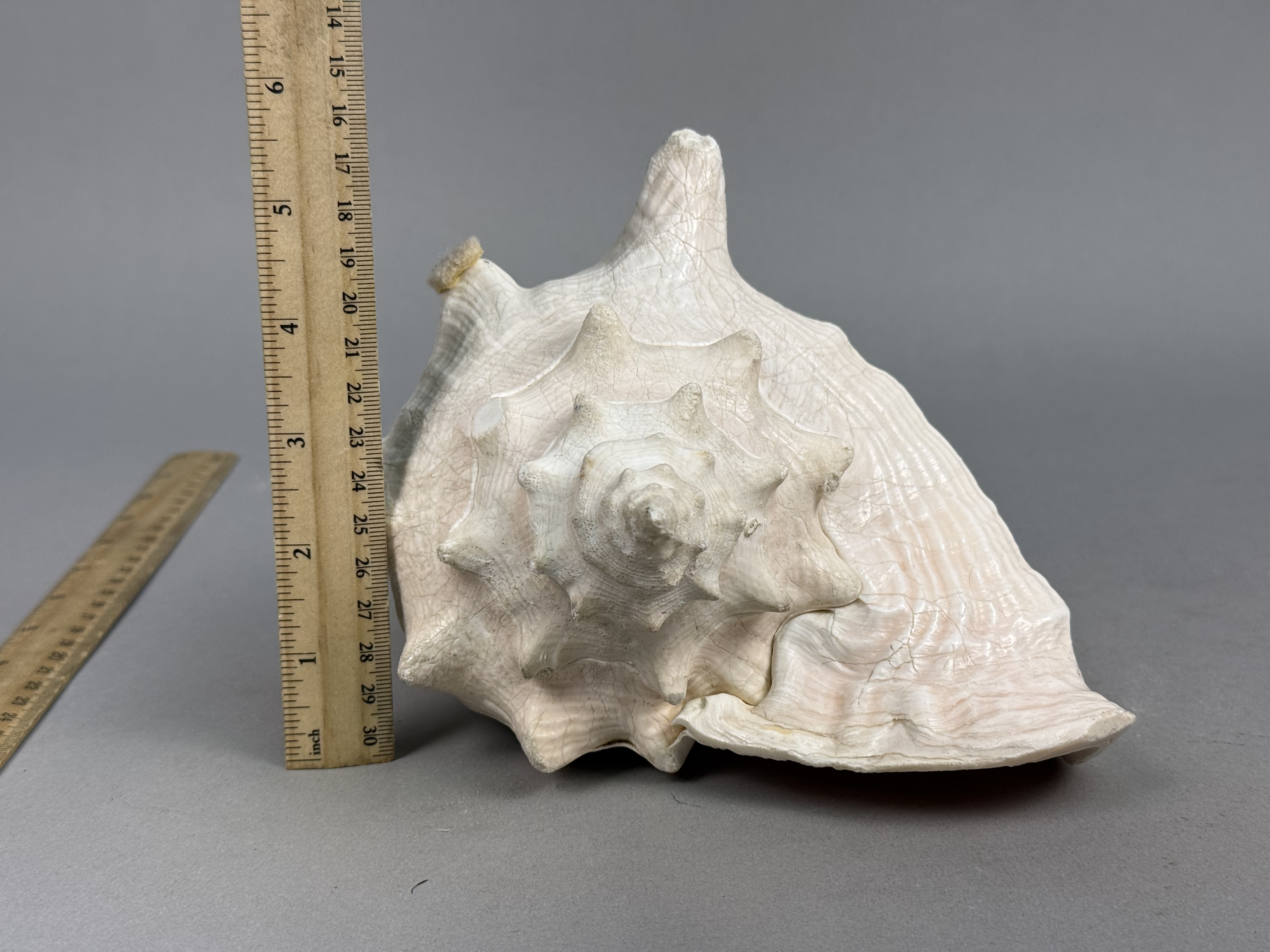 Large Queen Conch Sea Shell
