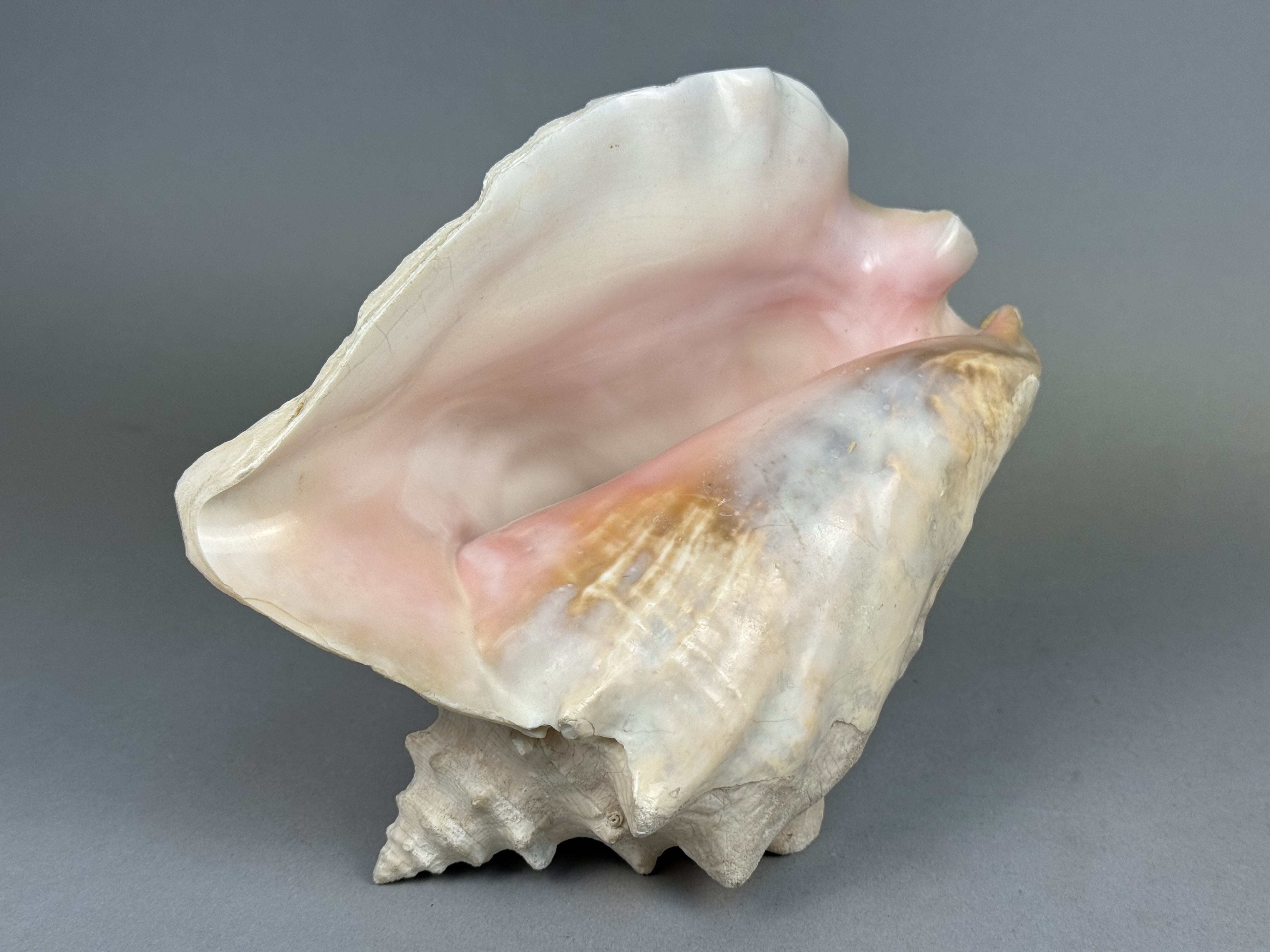 Large Queen Conch Sea Shell