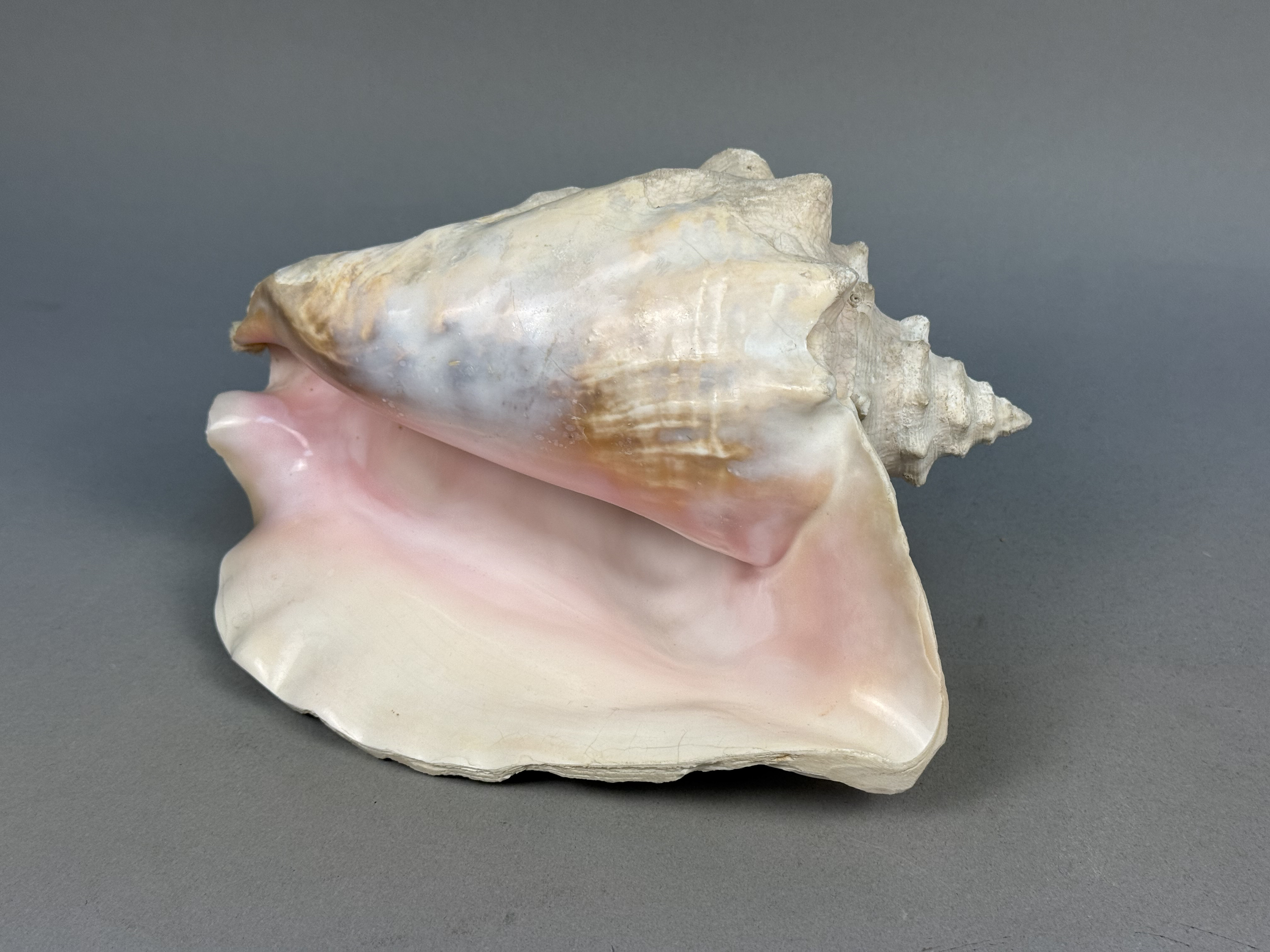 Large Queen Conch Sea Shell