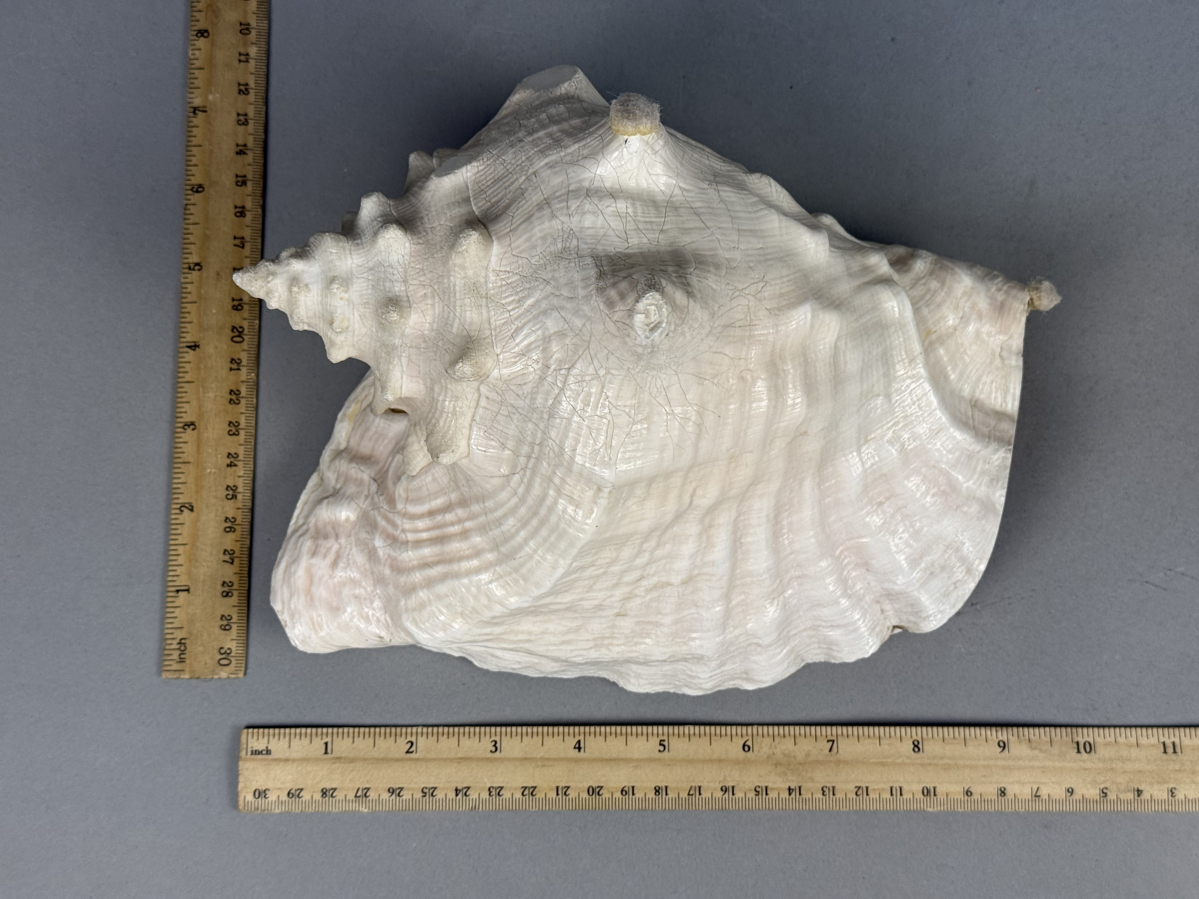 Large Queen Conch Sea Shell