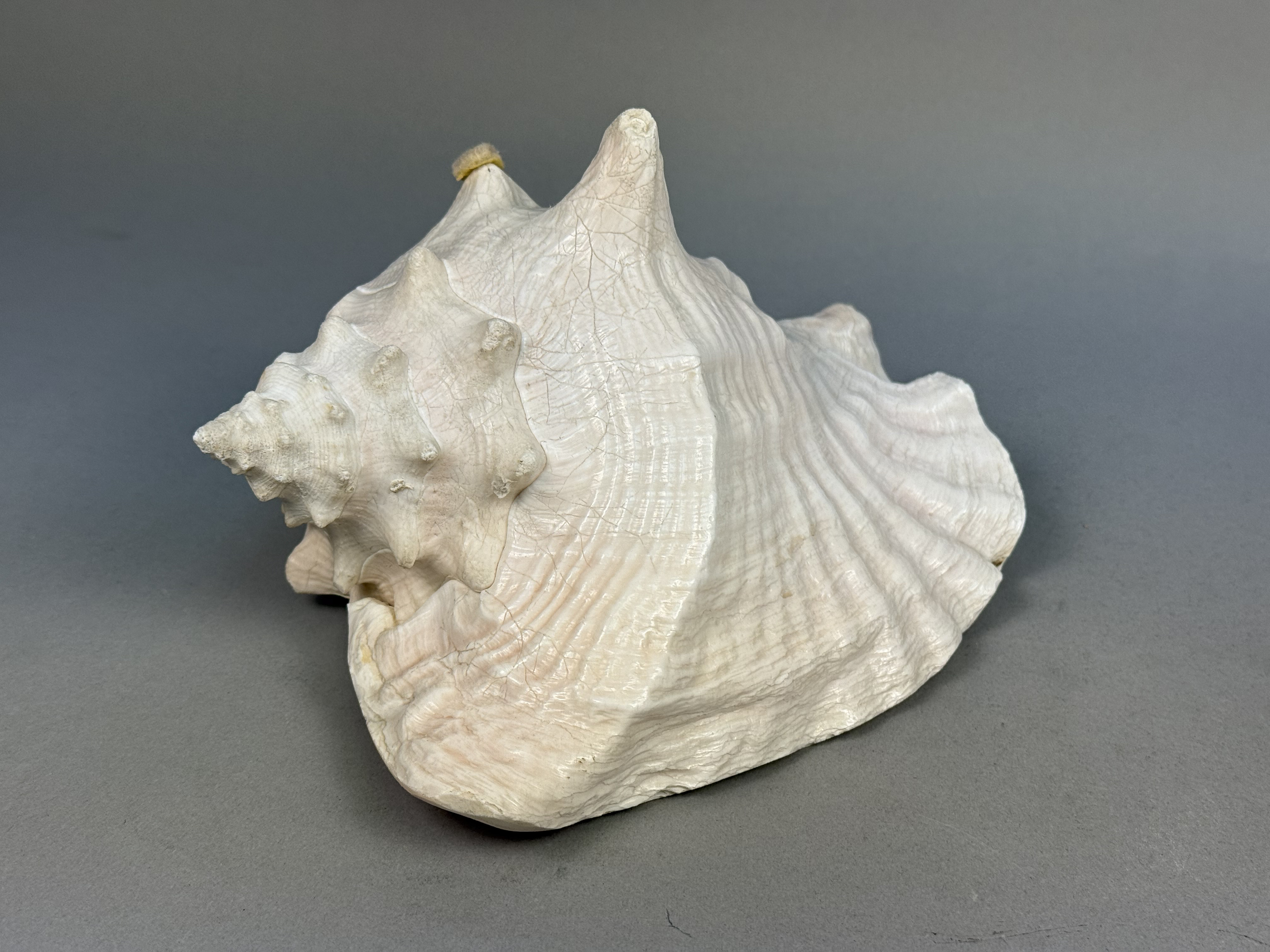Large Queen Conch Sea Shell