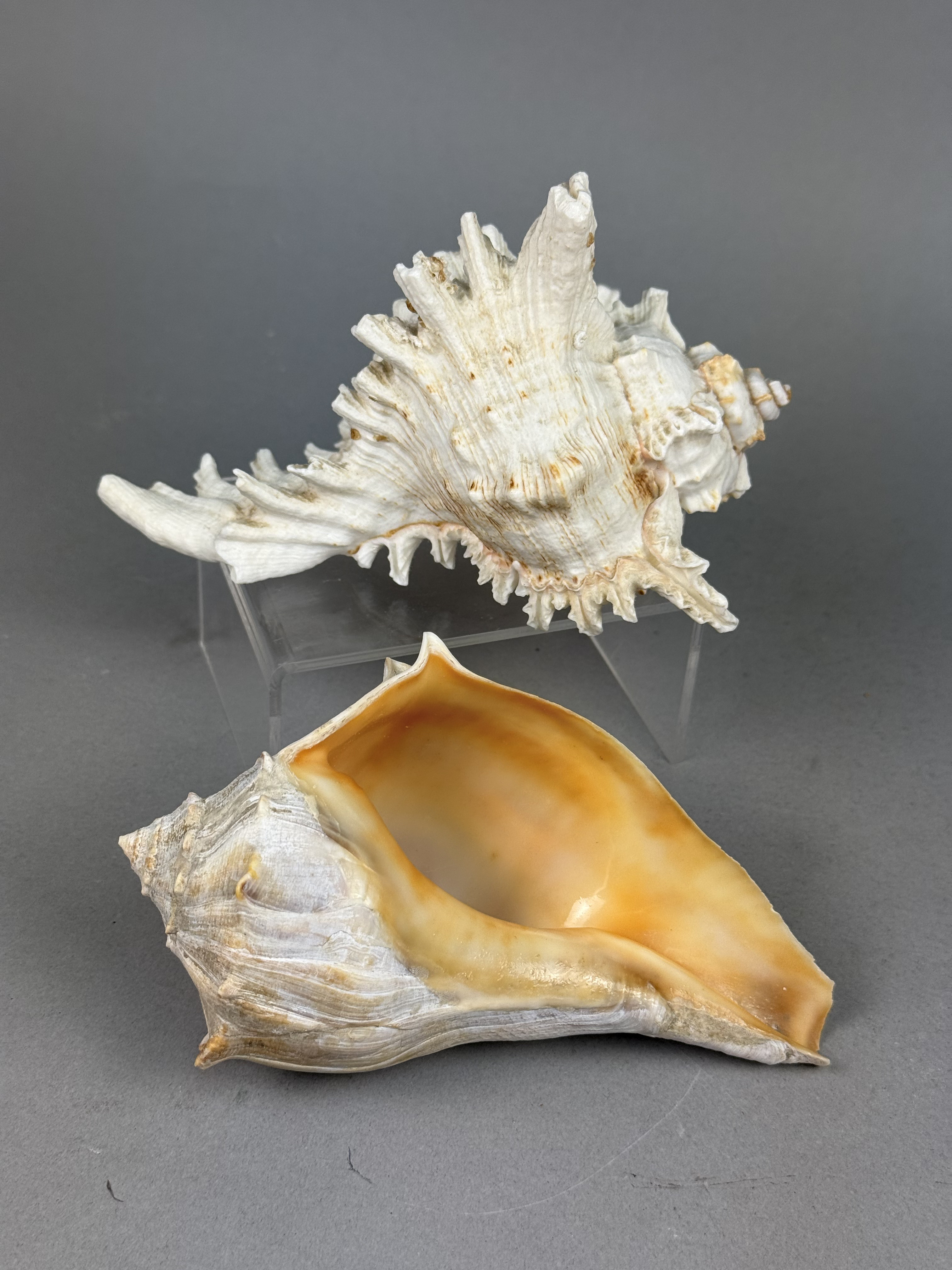 Two Large Marine Gastropod Shells