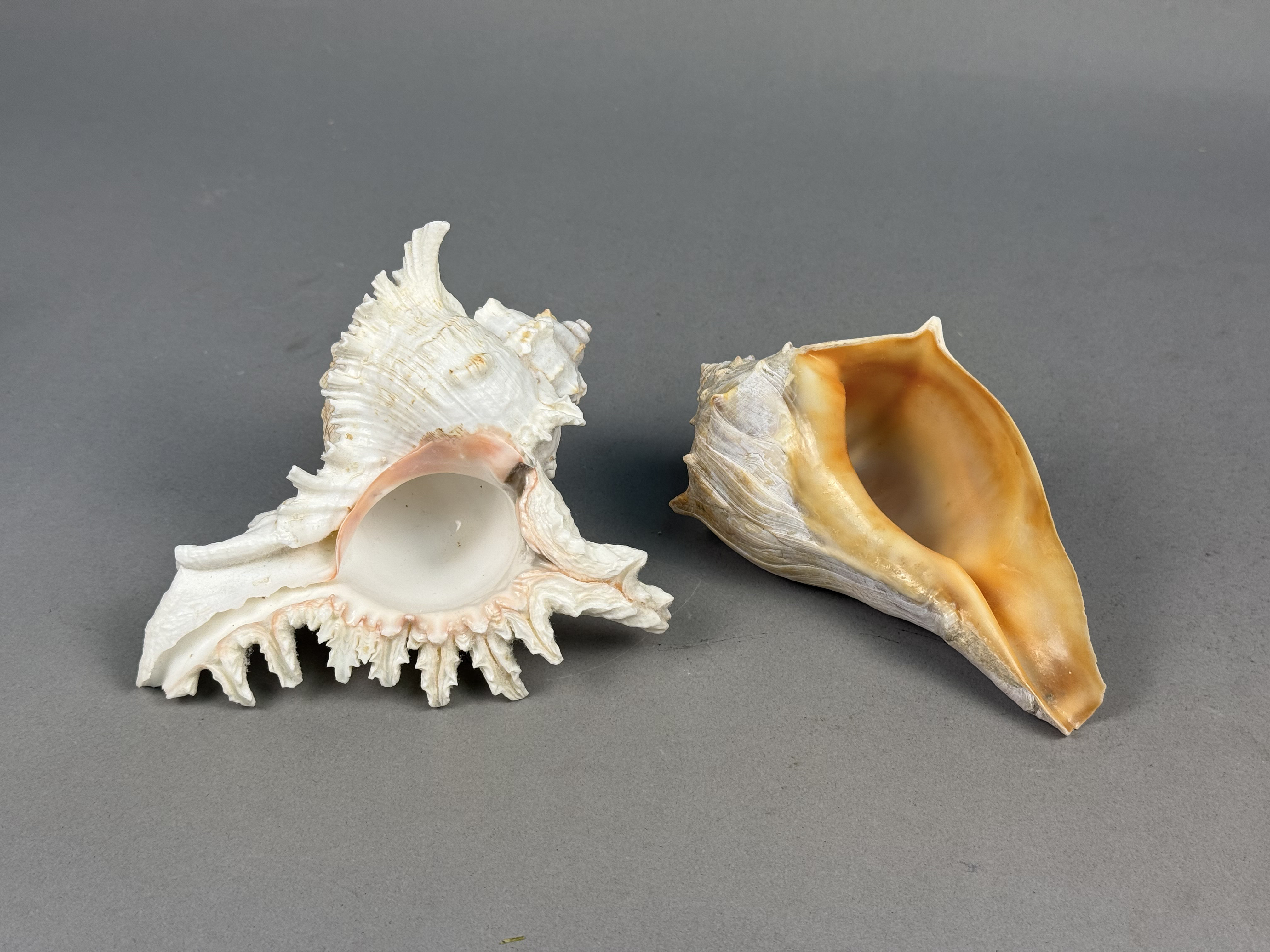 Two Large Marine Gastropod Shells