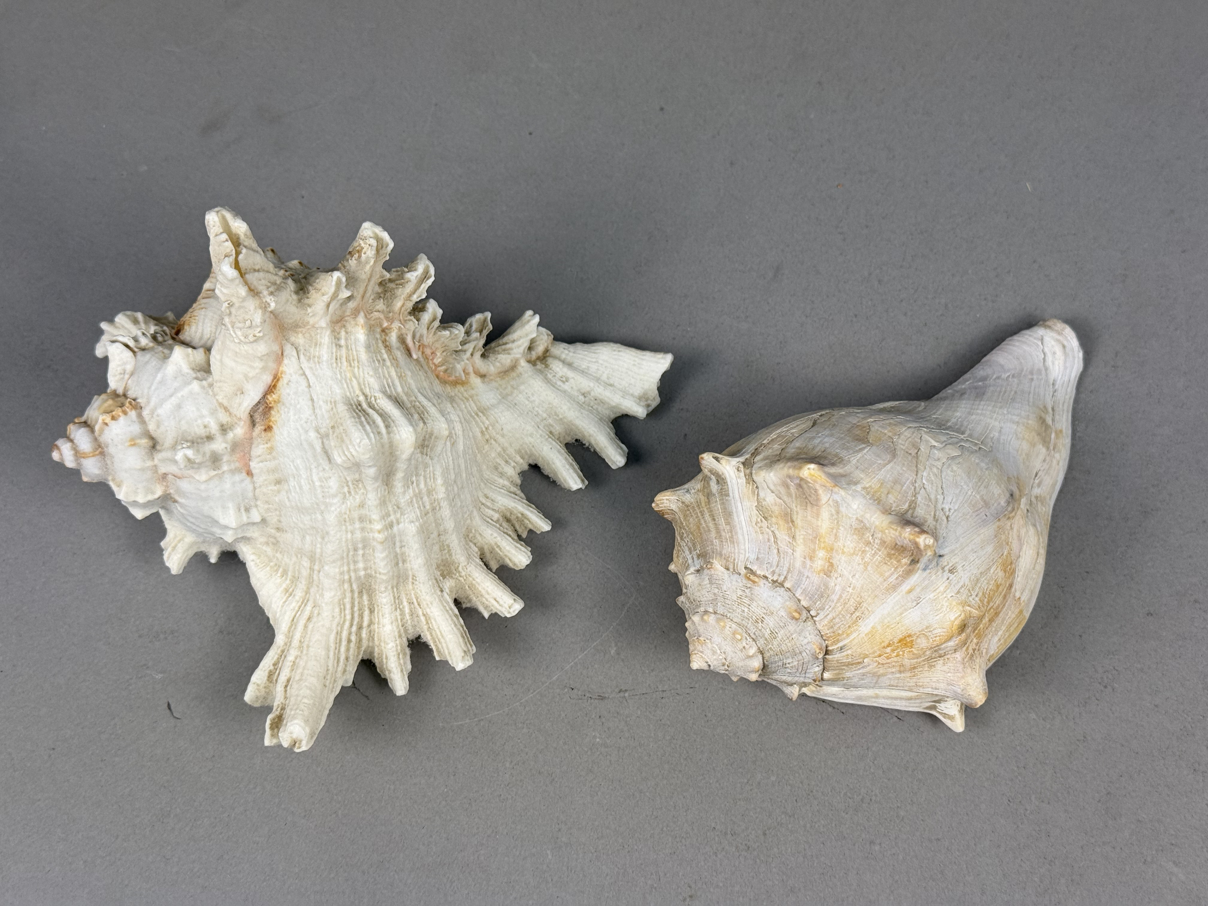 Two Large Marine Gastropod Shells