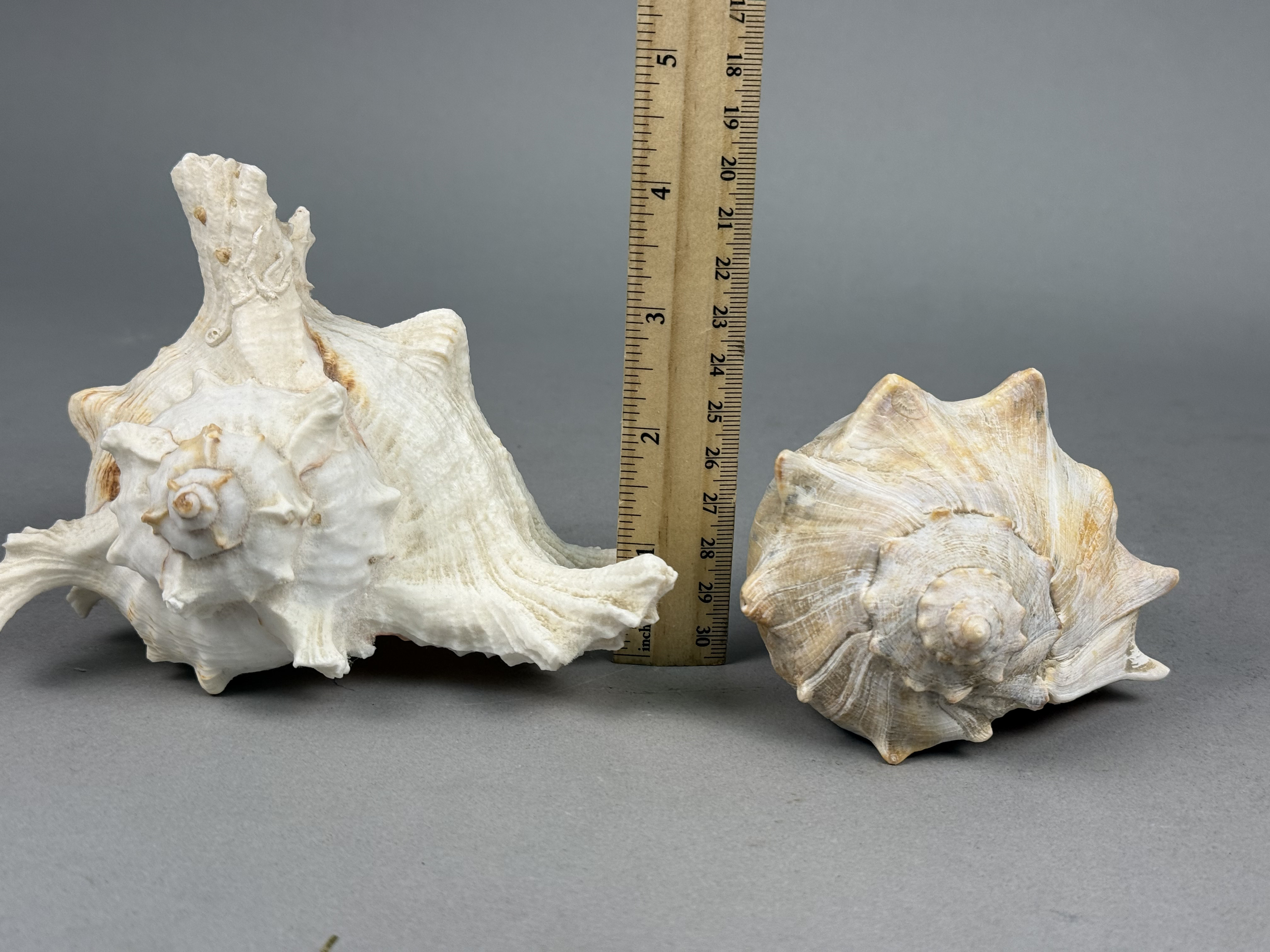 Two Large Marine Gastropod Shells