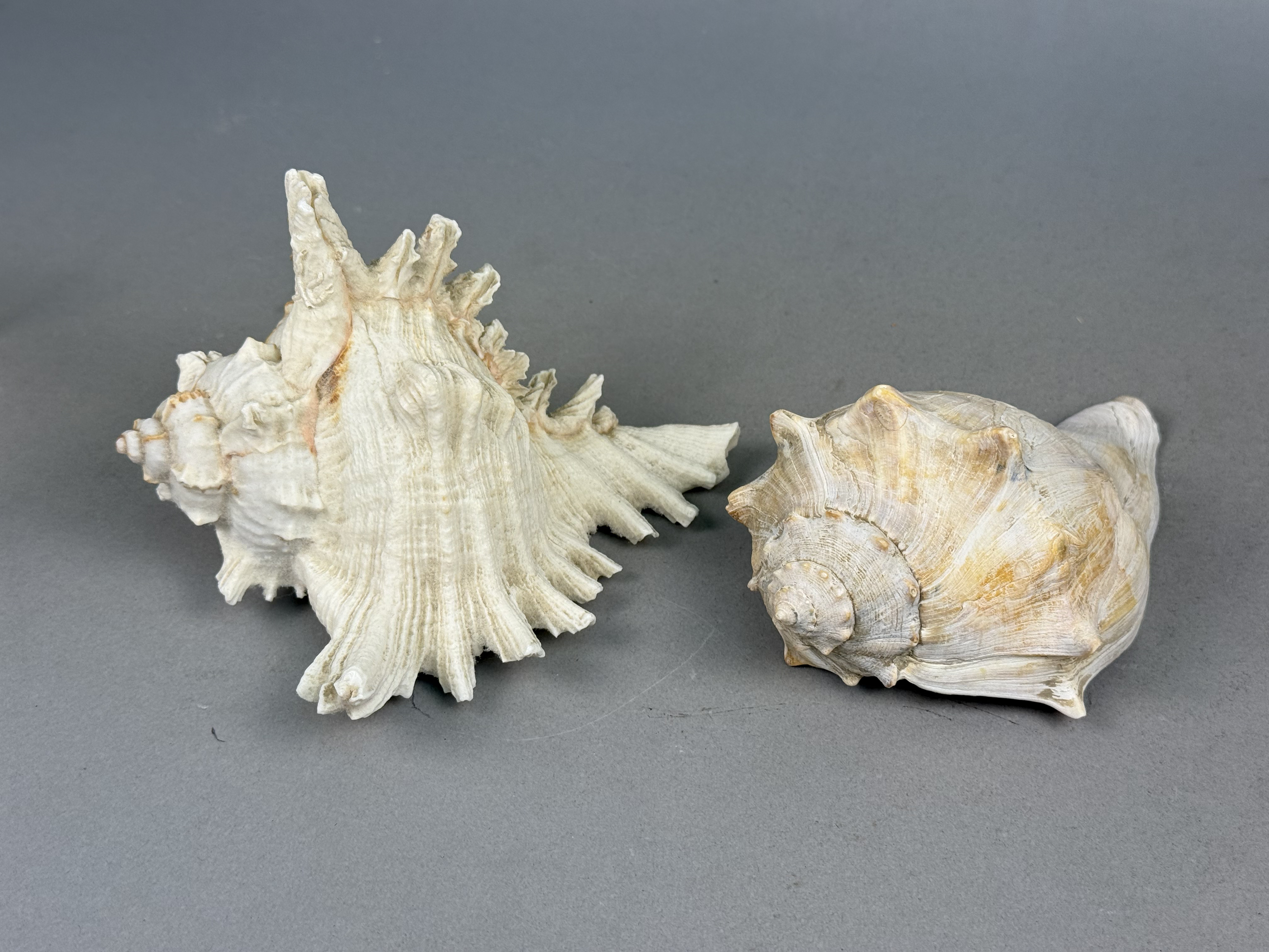 Two Large Marine Gastropod Shells