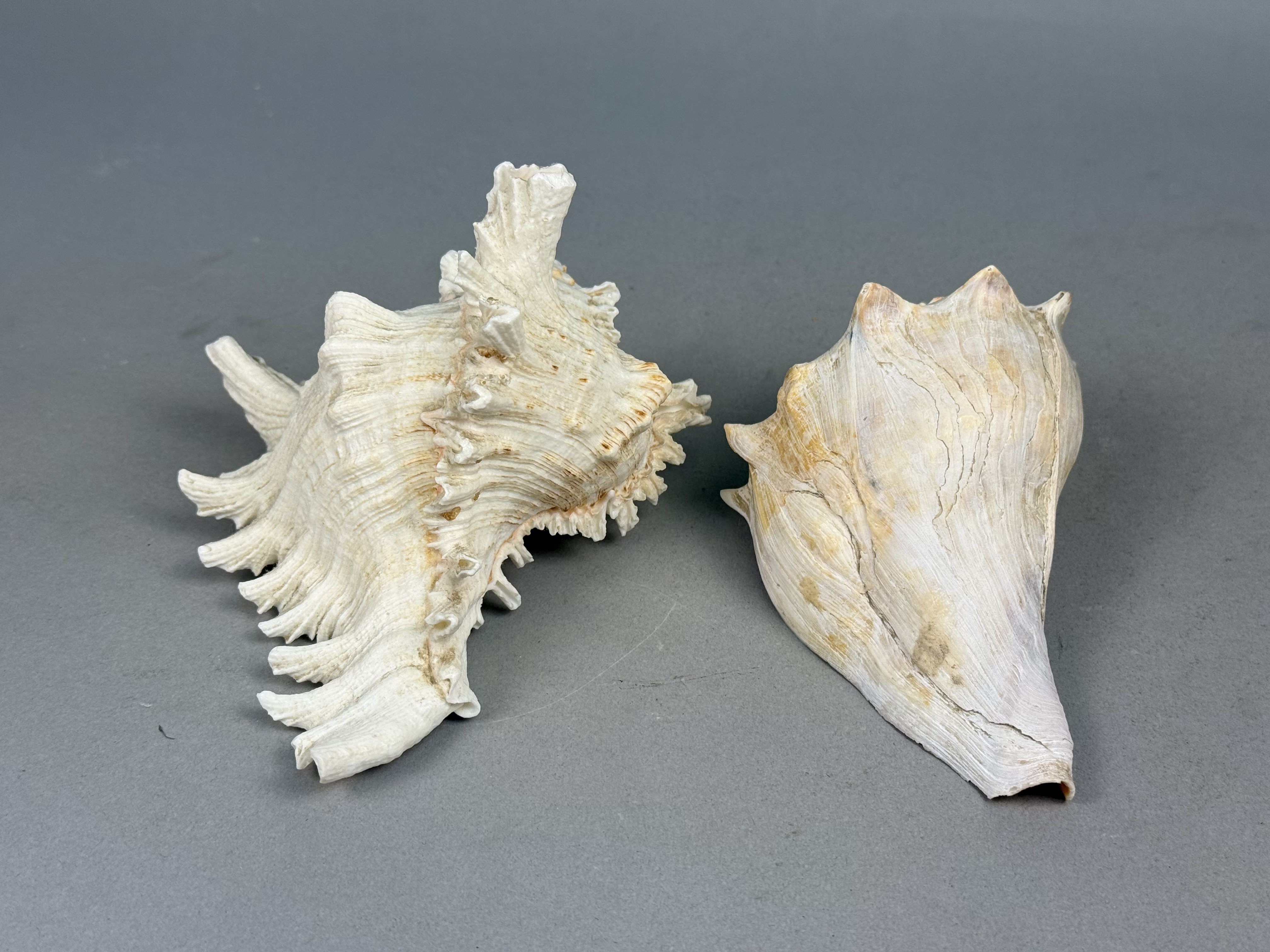 Two Large Marine Gastropod Shells