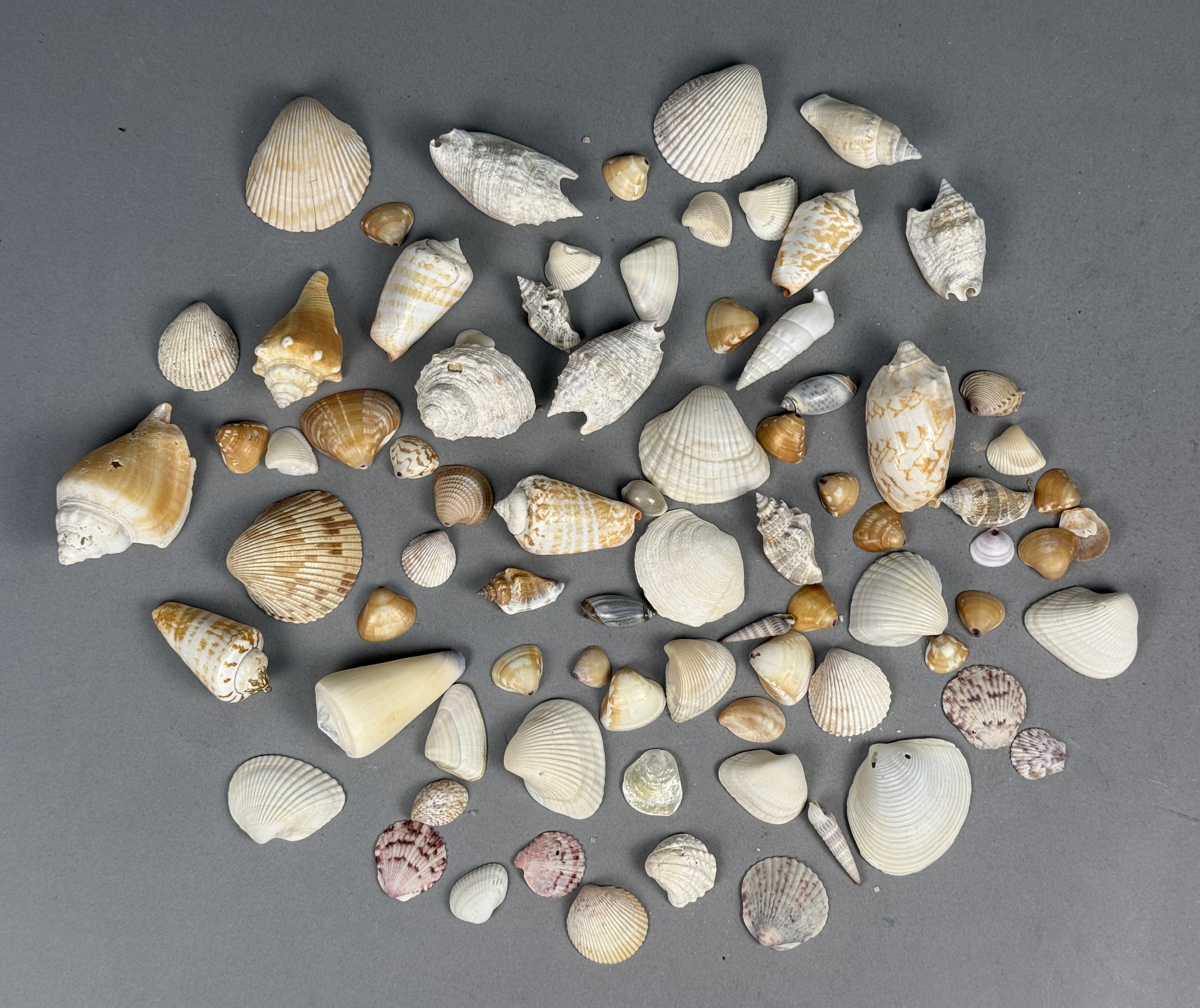 Assorted Marine Specimen Seashell Collection
