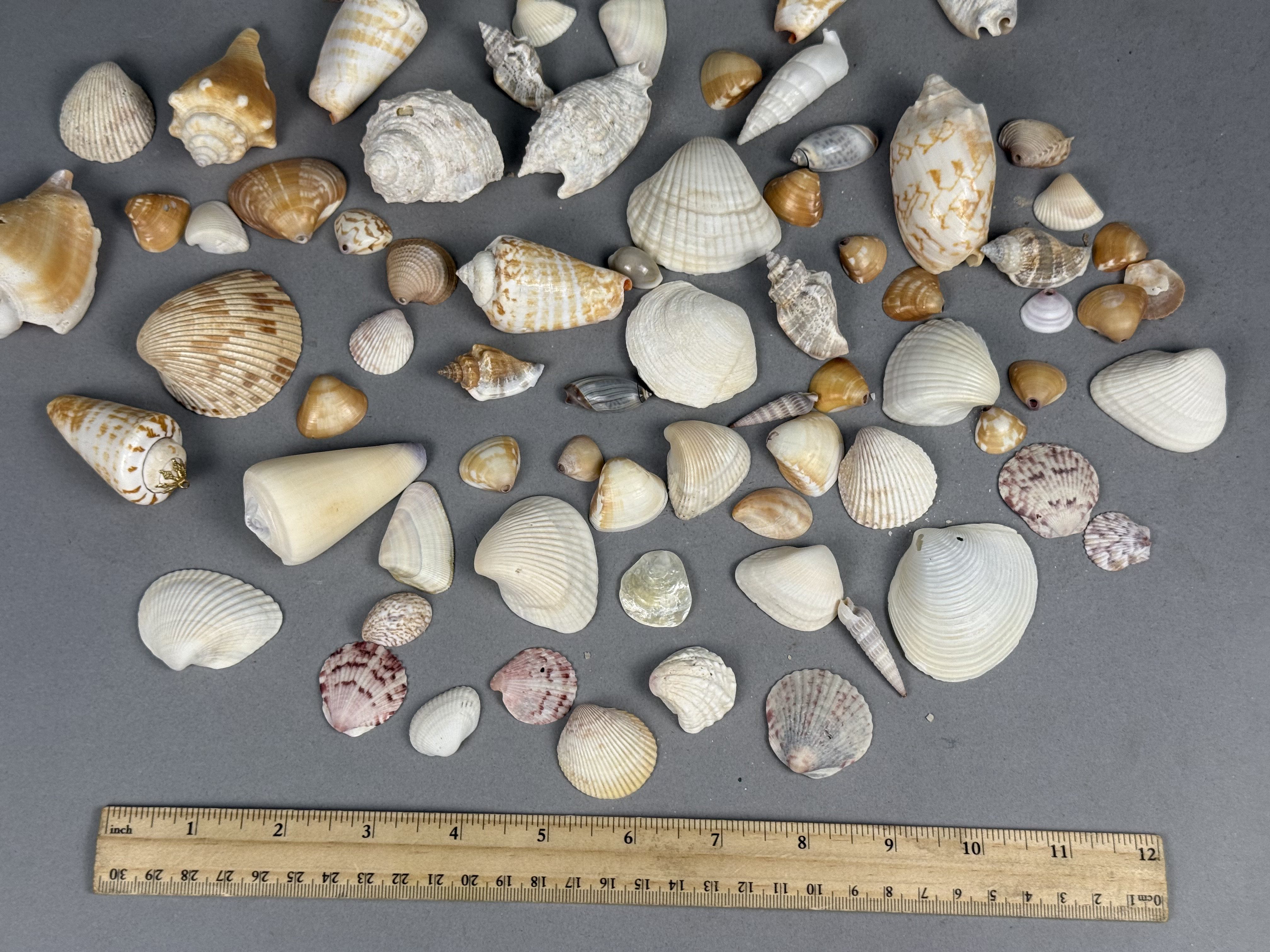 Assorted Marine Specimen Seashell Collection