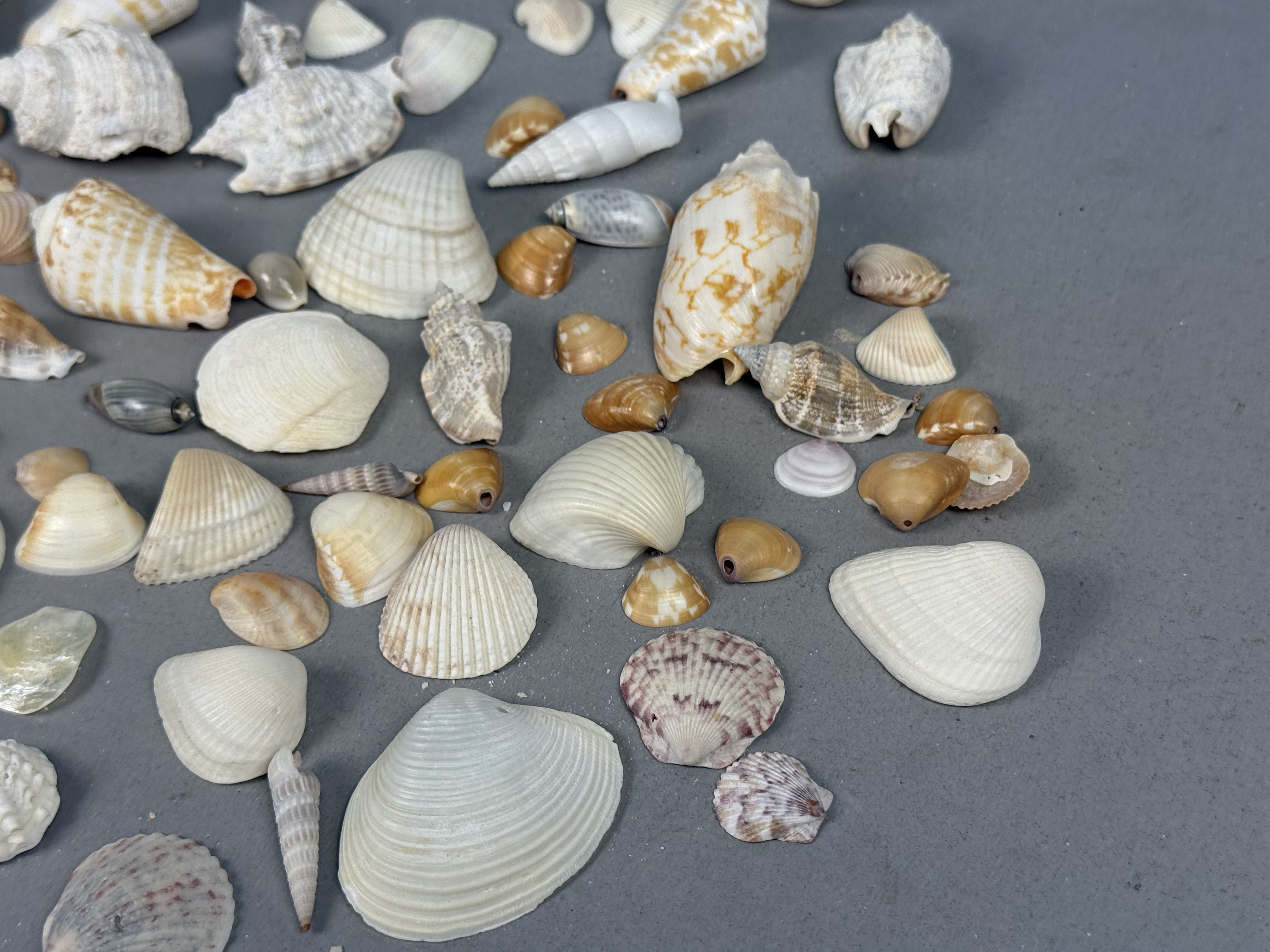 Assorted Marine Specimen Seashell Collection