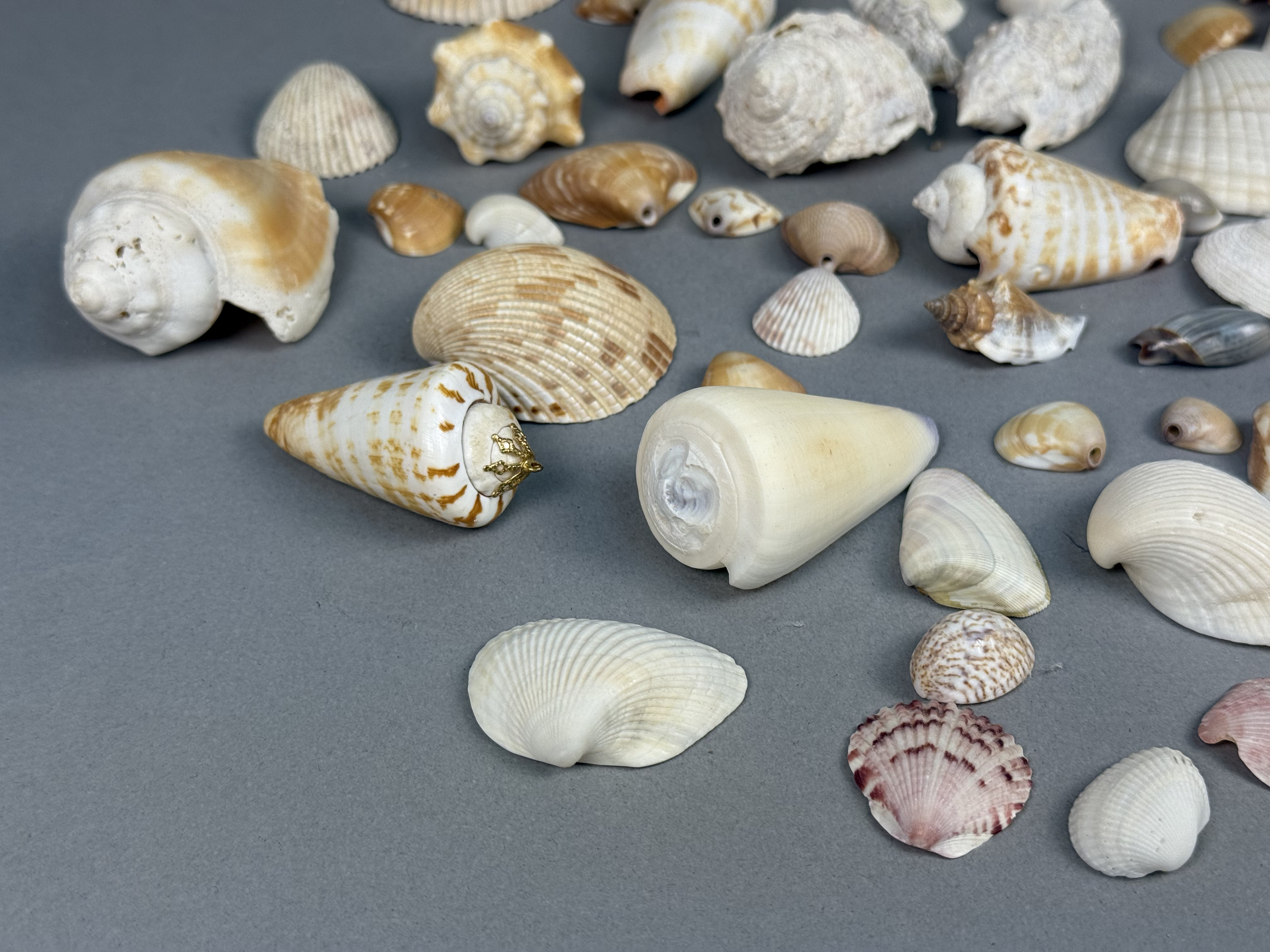 Assorted Marine Specimen Seashell Collection