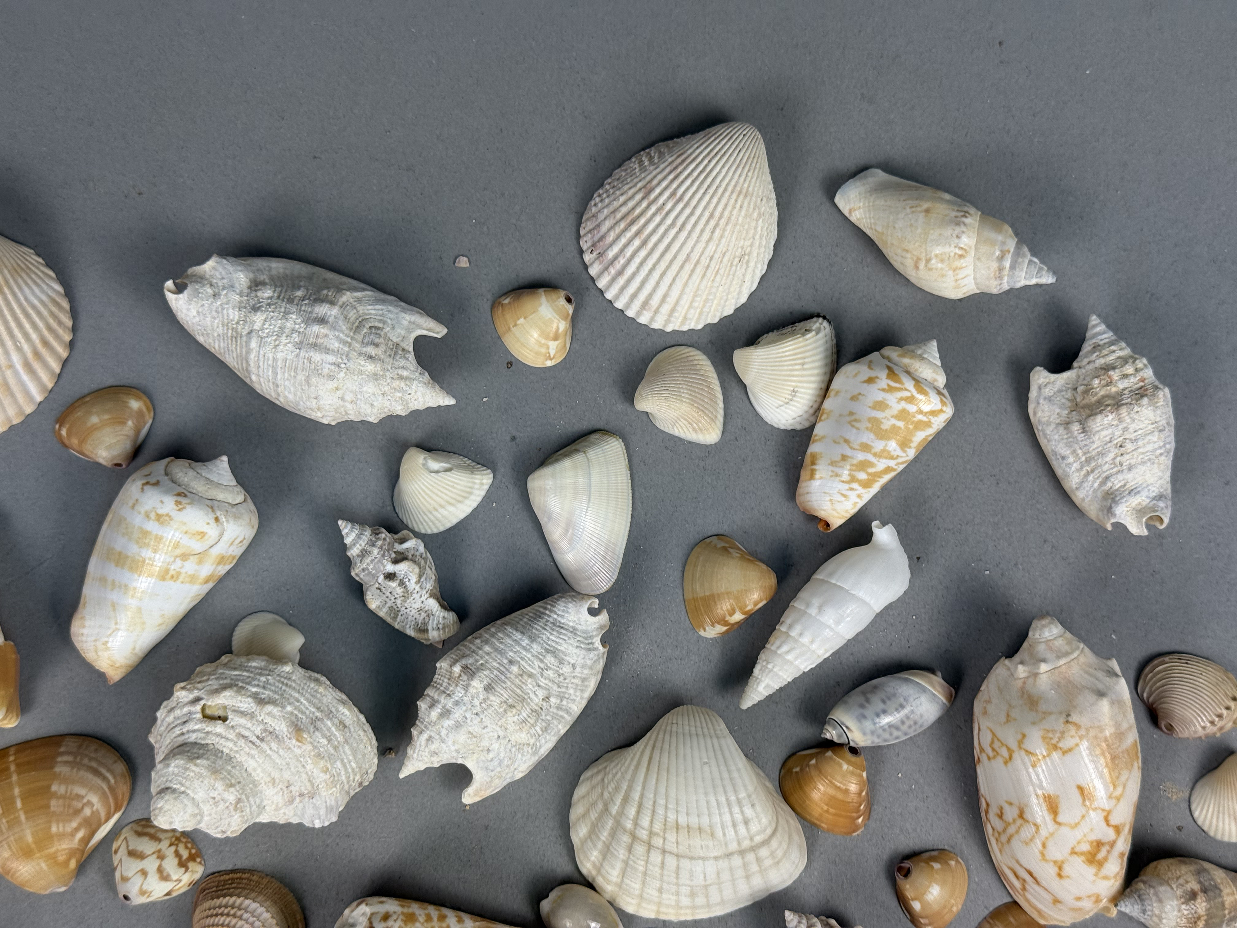 Assorted Marine Specimen Seashell Collection