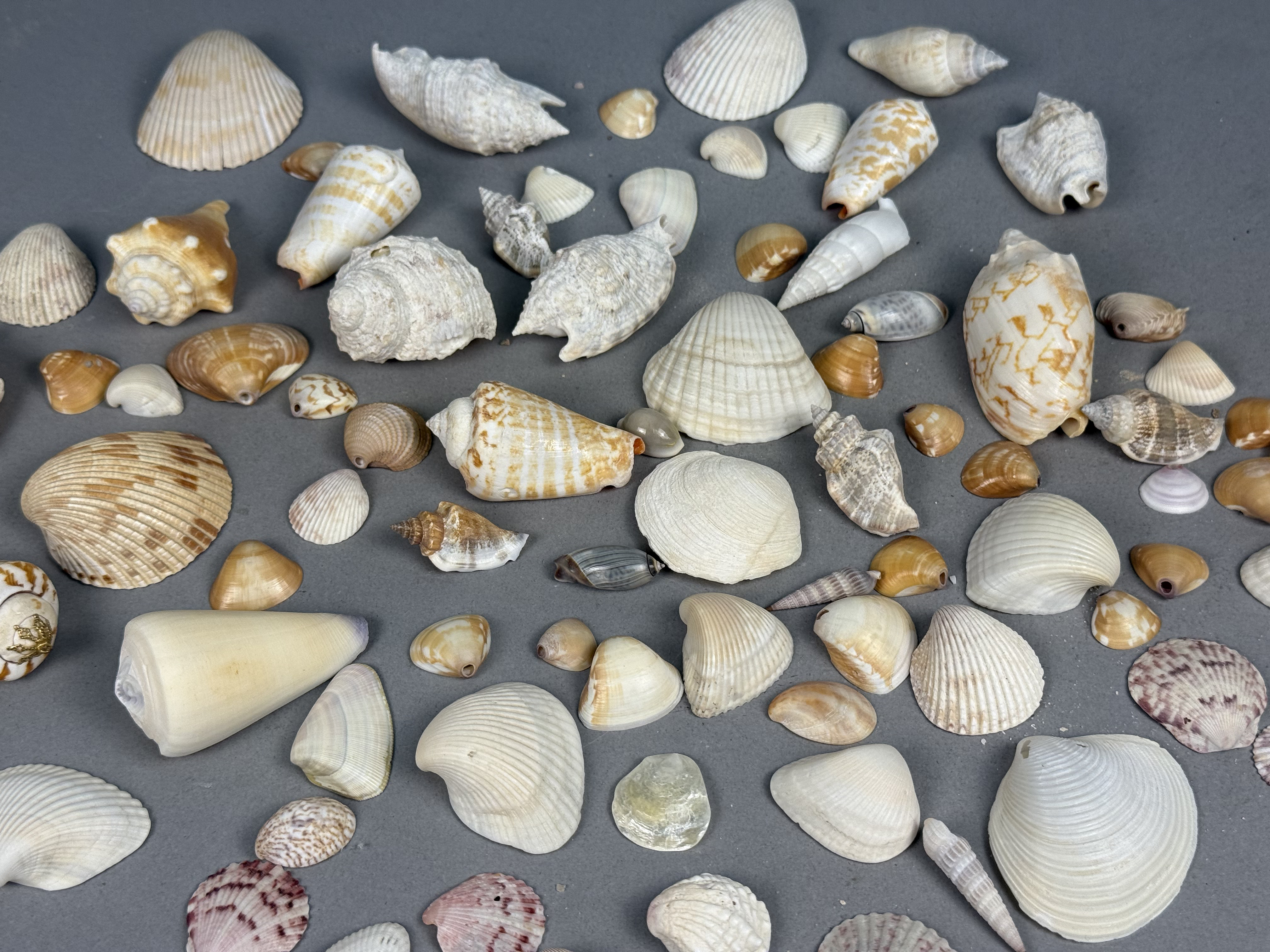 Assorted Marine Specimen Seashell Collection