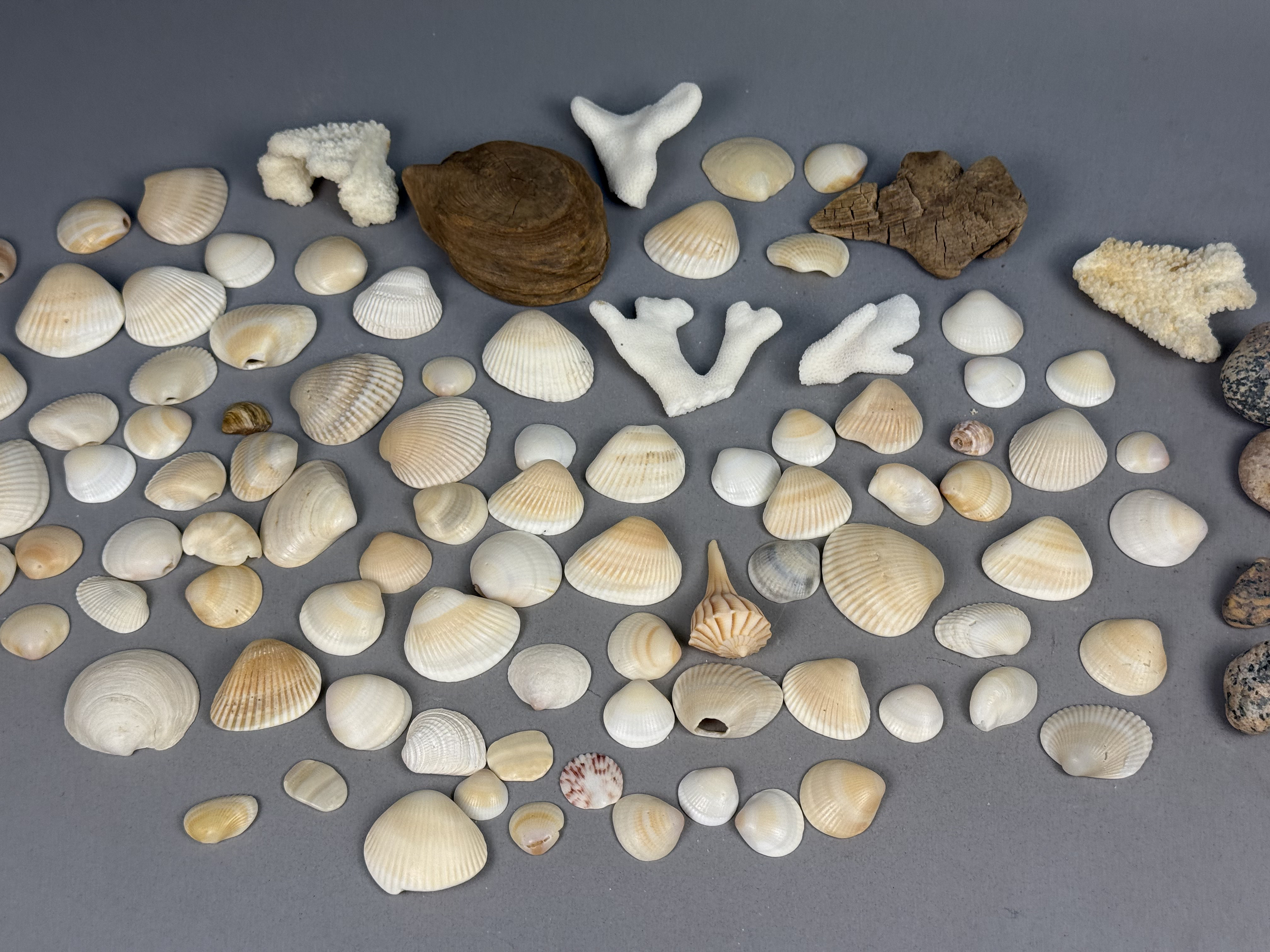 Large Assortment of Beach Specimens