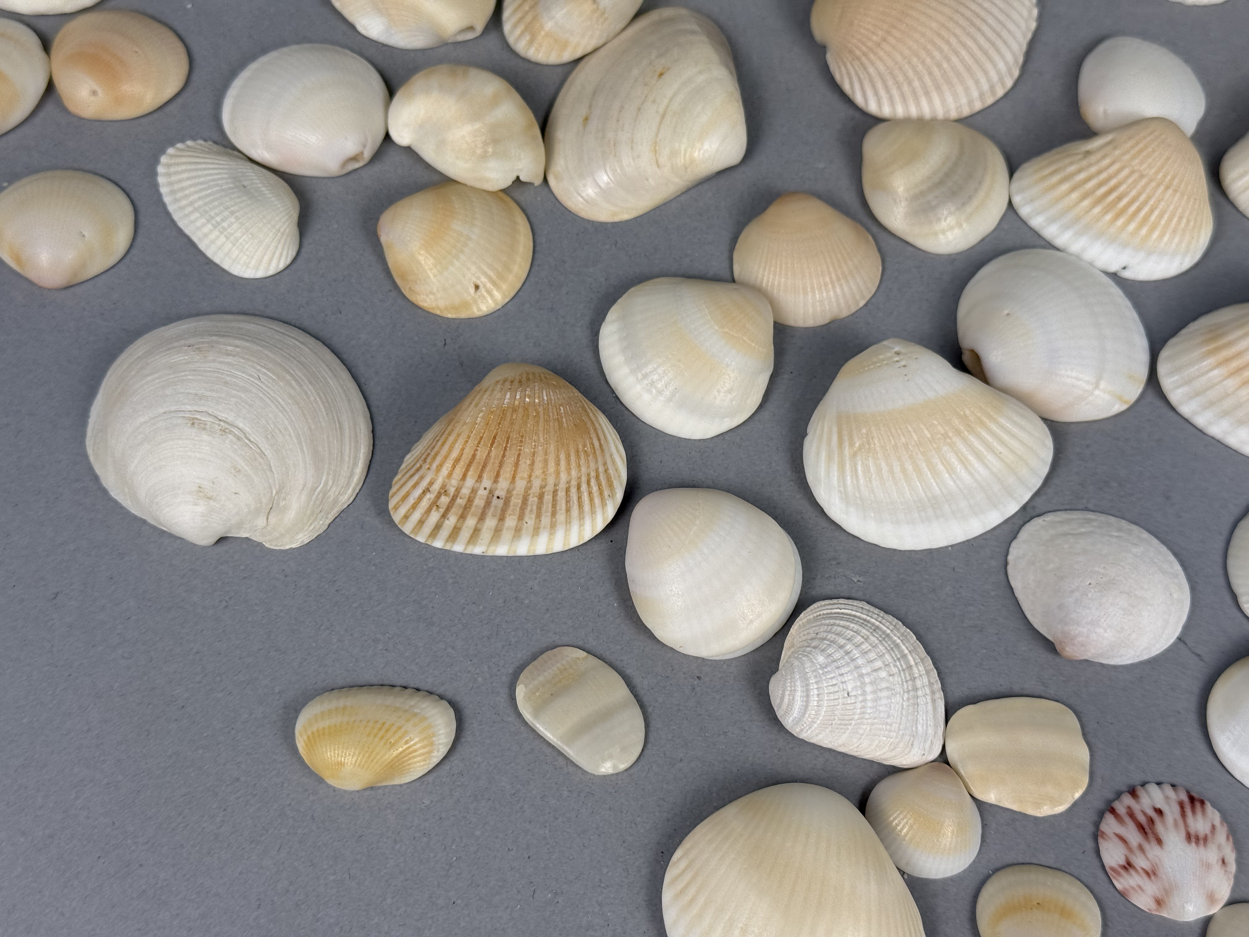 Large Assortment of Beach Specimens