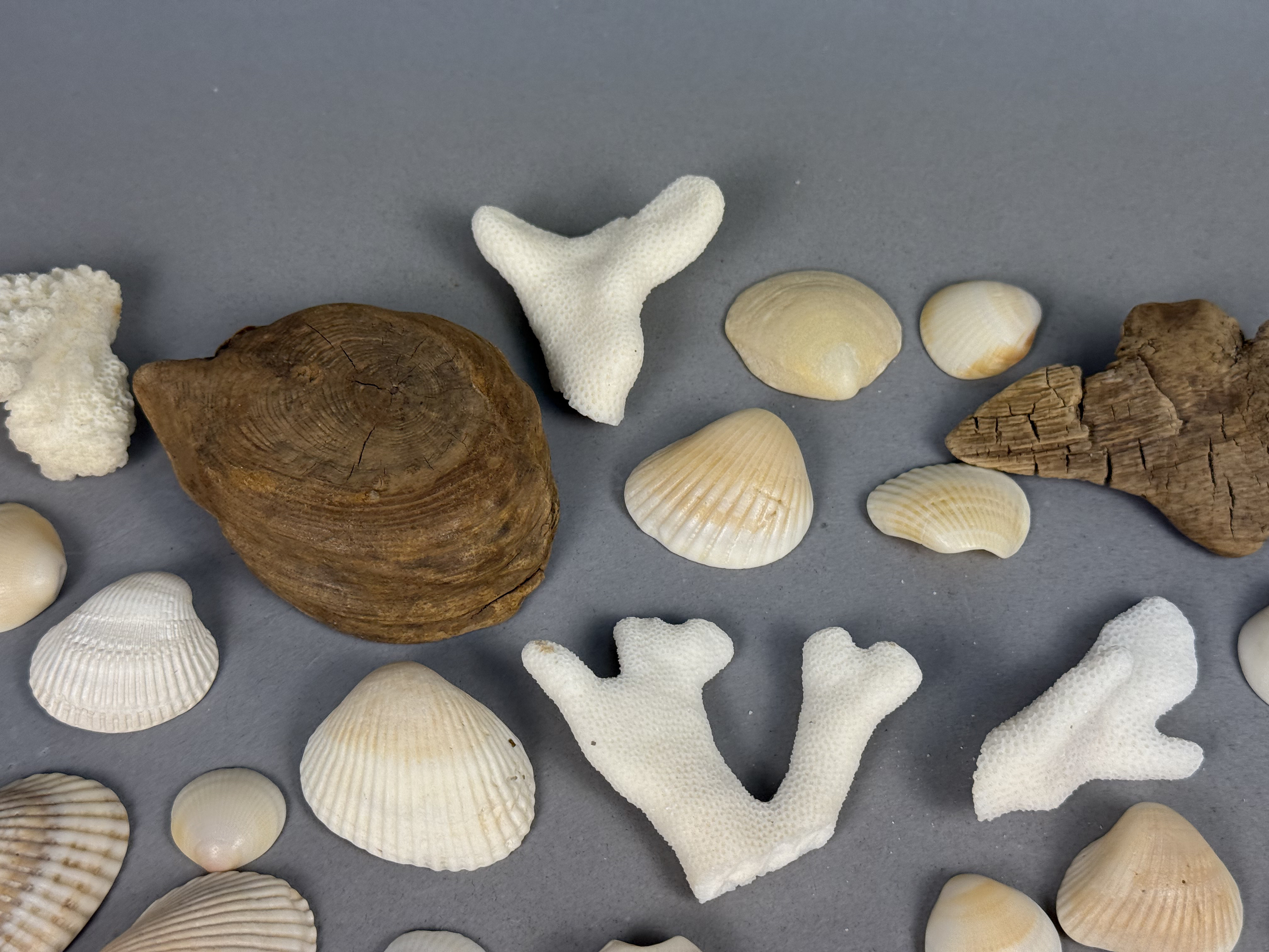 Large Assortment of Beach Specimens