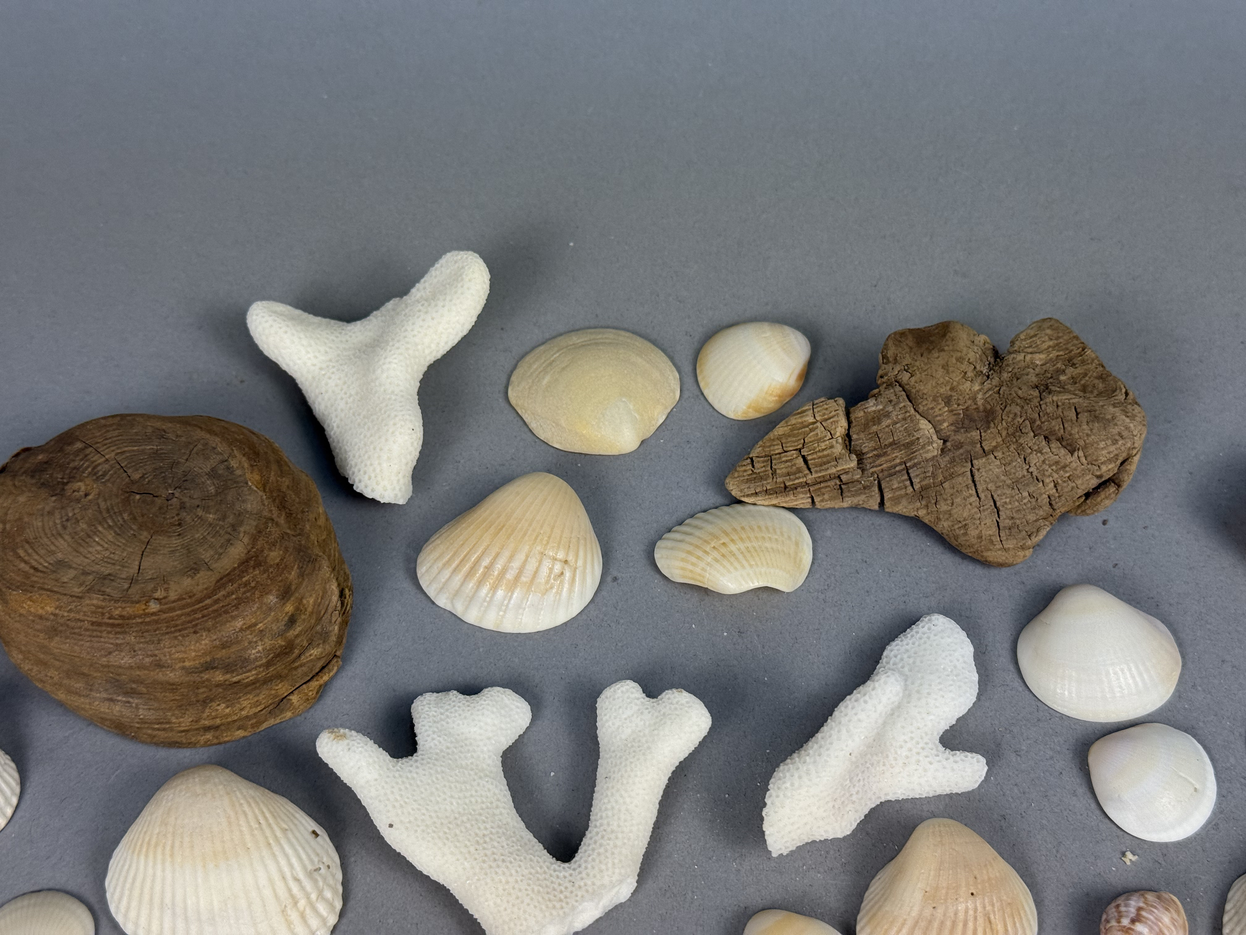 Large Assortment of Beach Specimens