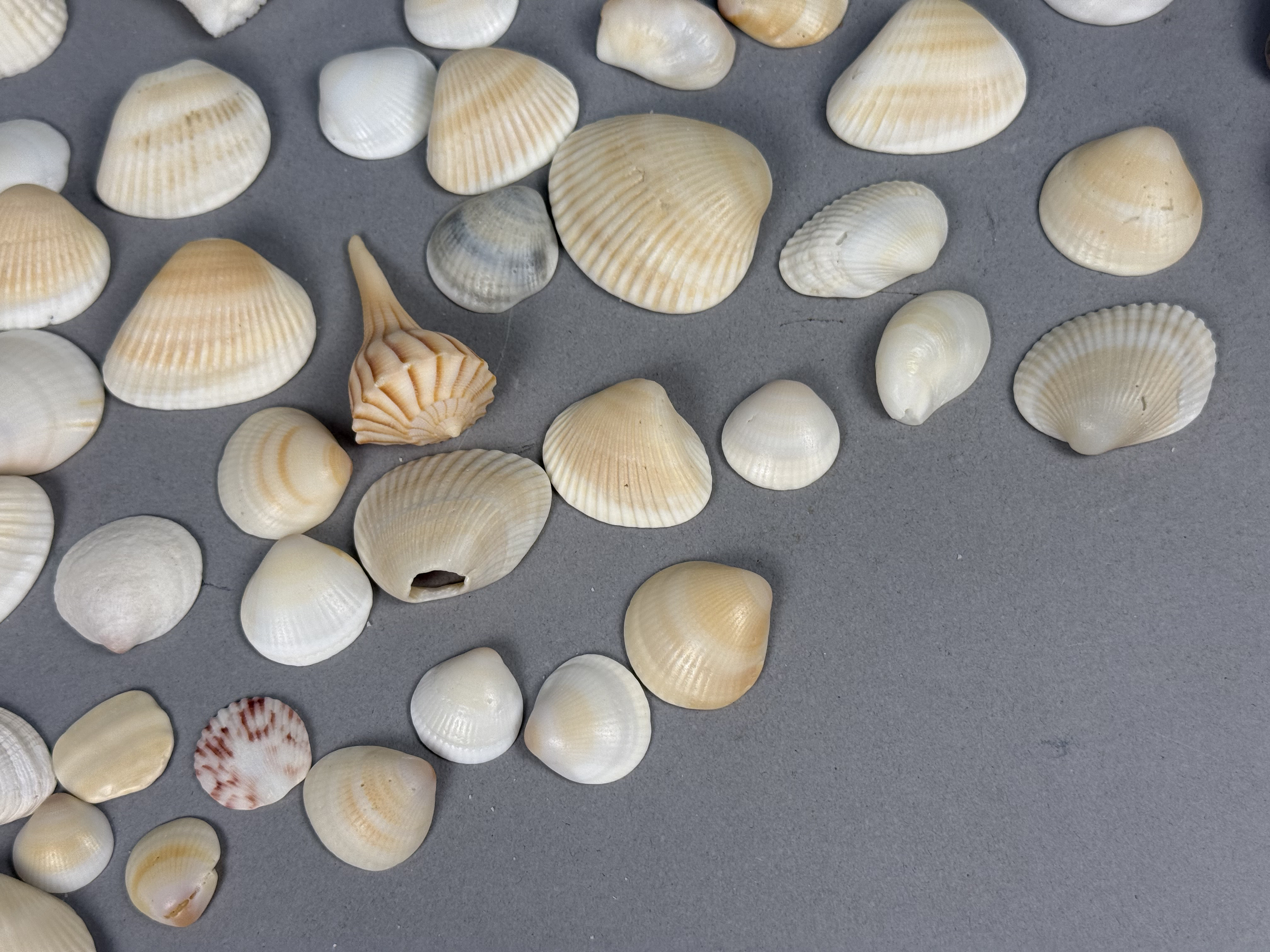 Large Assortment of Beach Specimens