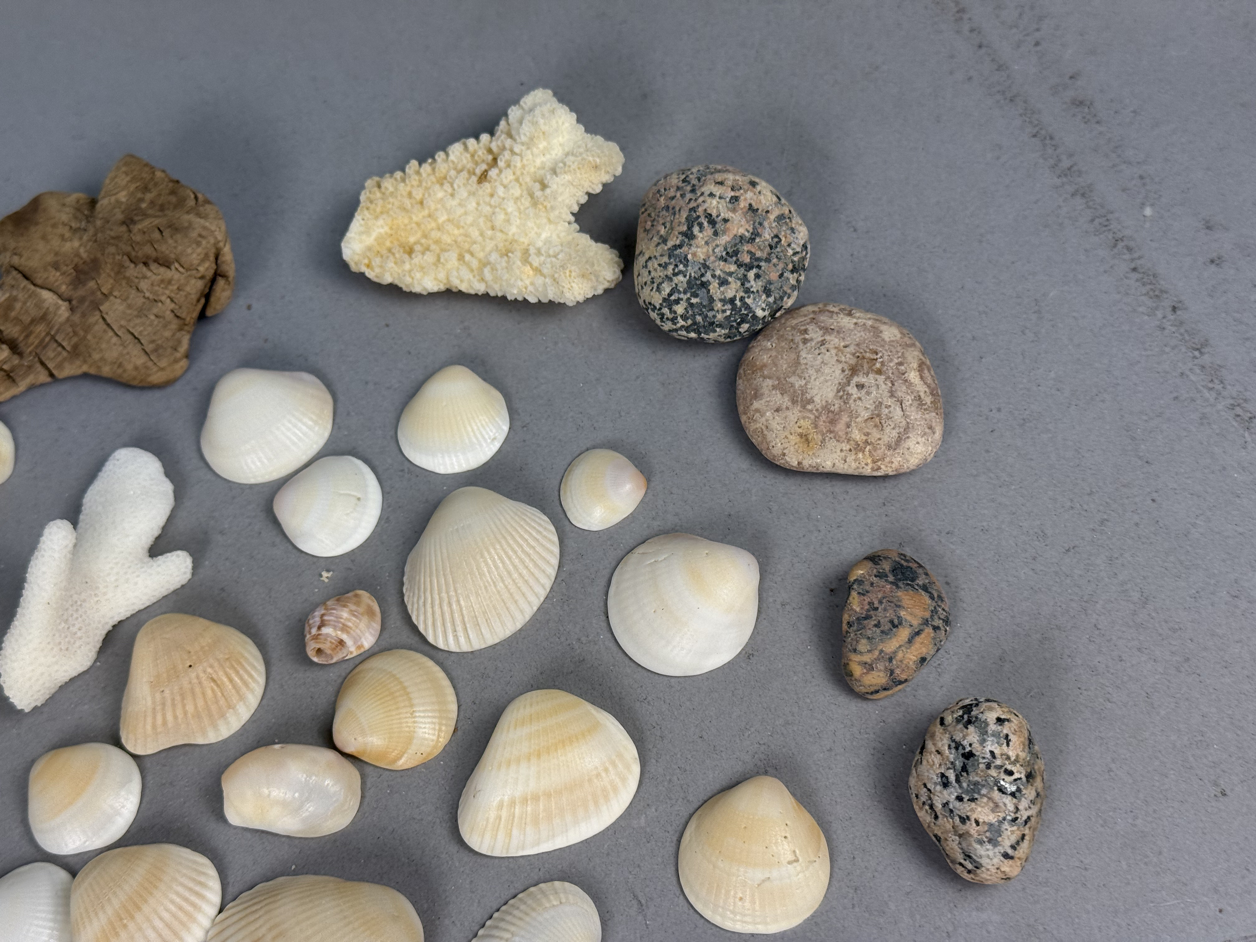 Large Assortment of Beach Specimens