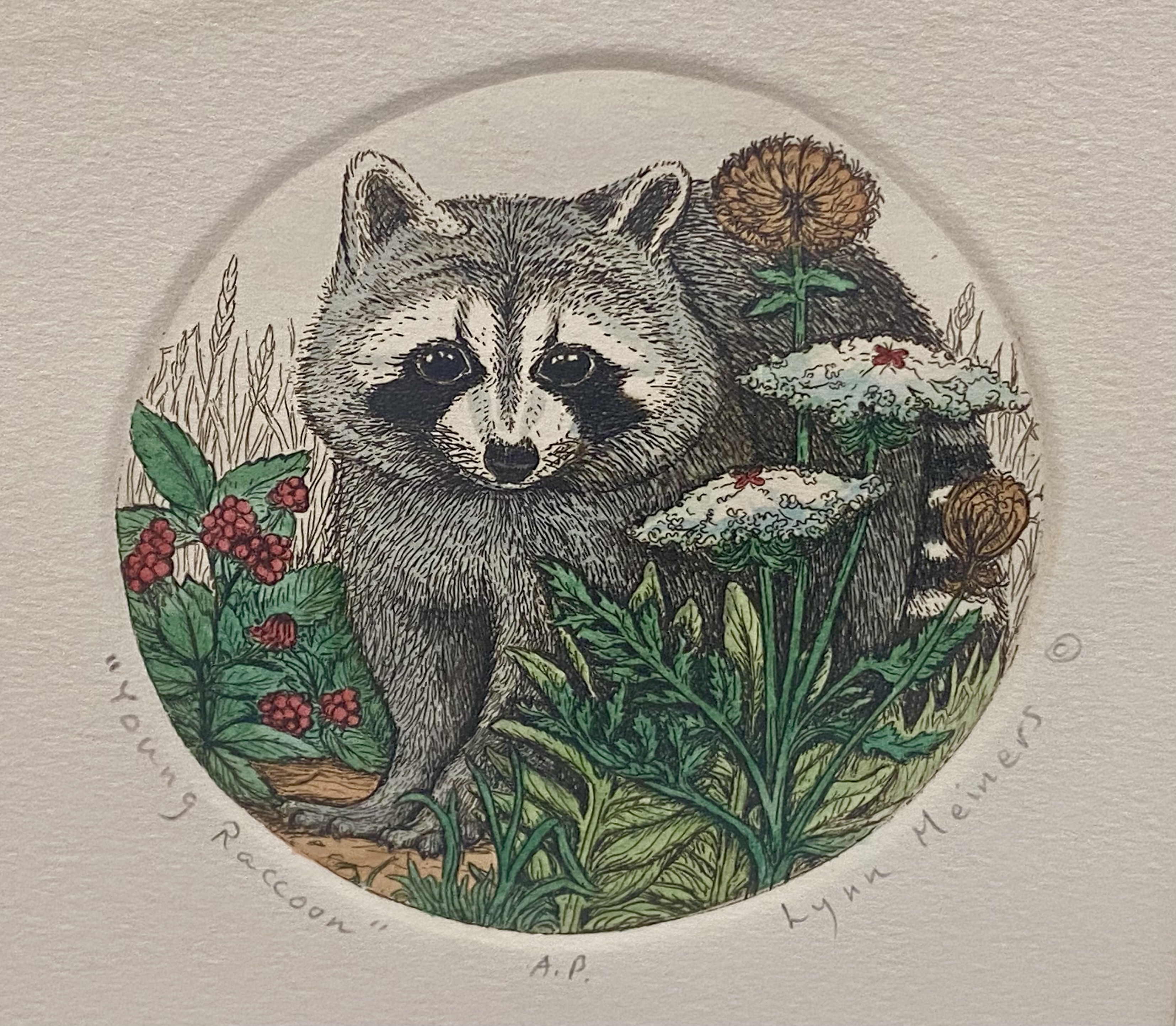 Lynn Meiners Young Raccoon Hand-Painted Etching