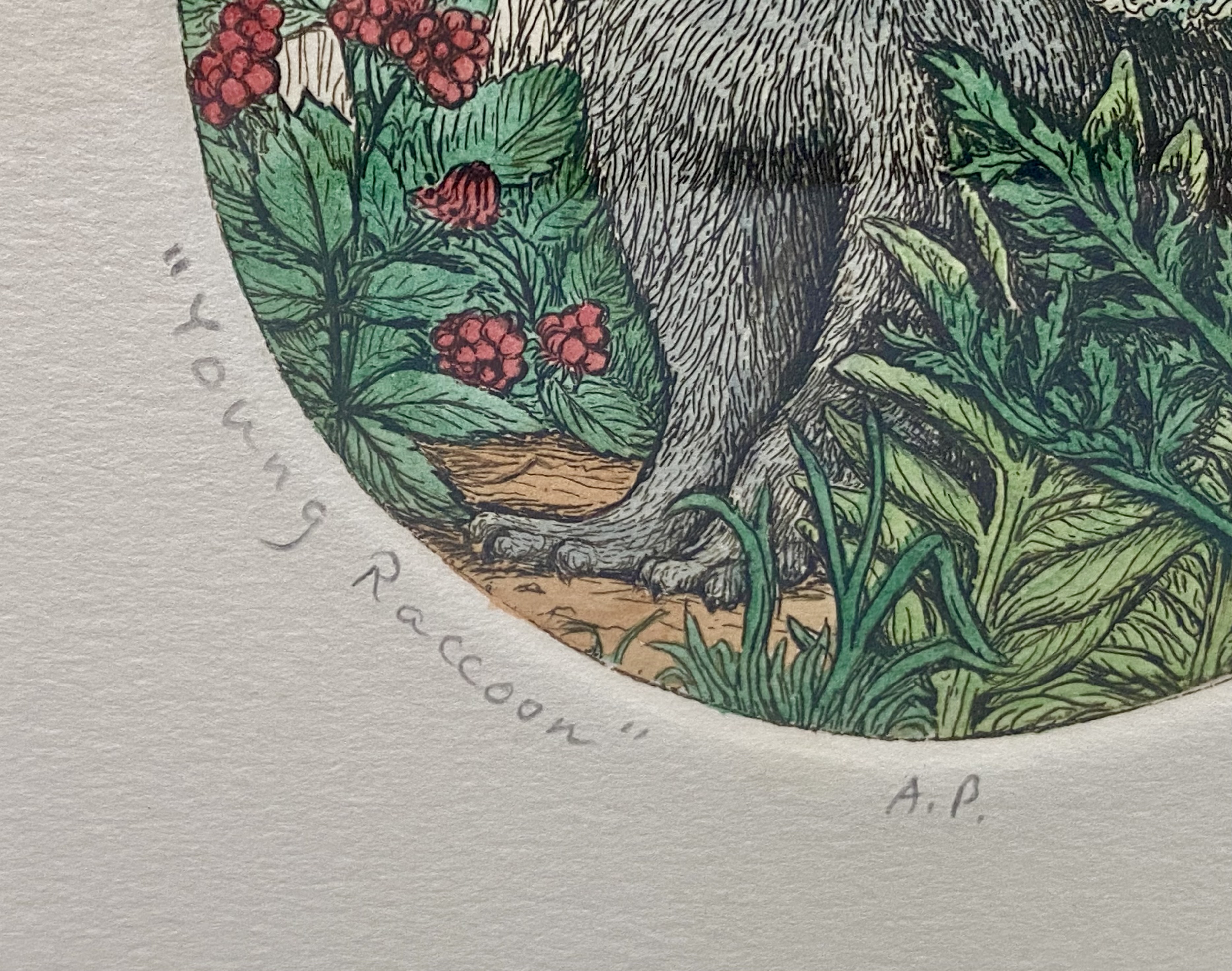 Lynn Meiners Young Raccoon Hand-Painted Etching
