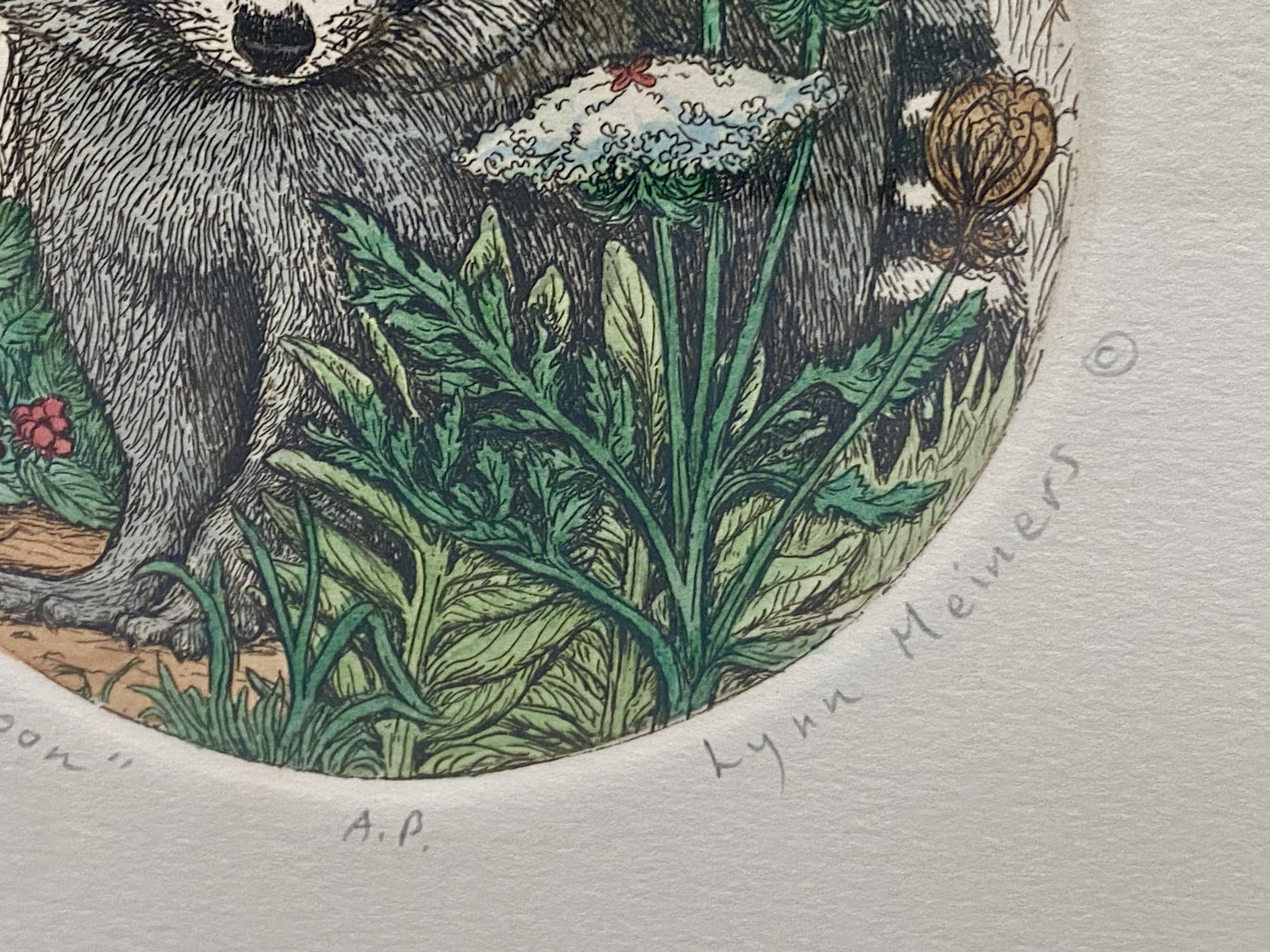 Lynn Meiners Young Raccoon Hand-Painted Etching