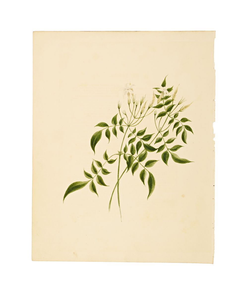 Lot 144: A COMPANY SCHOOL BOTANICAL WATERCOLOUR PAINTING, INDIA, 19TH CENTURY