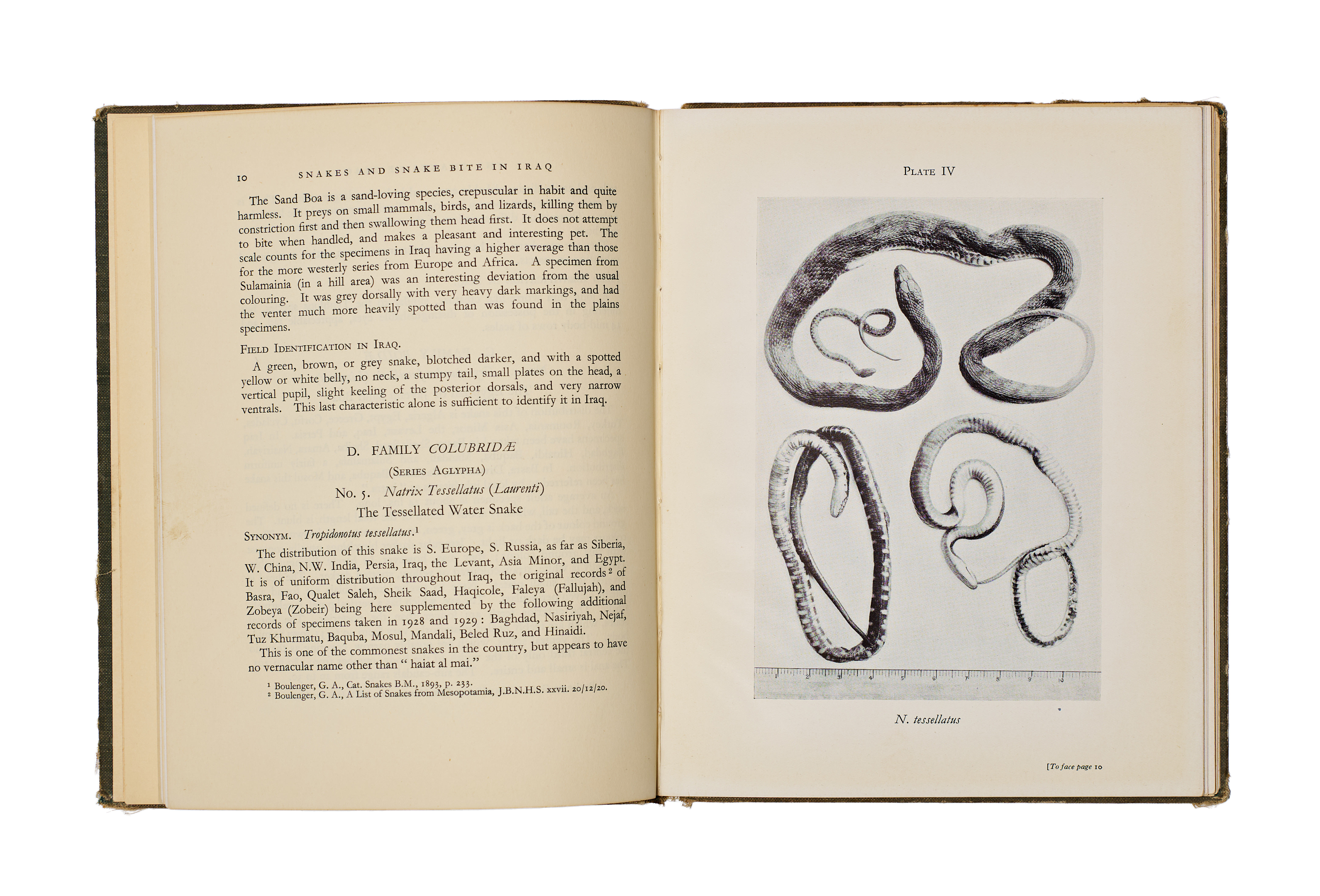A HANDBOOK FOR MEDICAL OFFICERS BOOK, SNAKES AND SNAKE BITE IN IRAQ, 1932. FIRST EDITION.