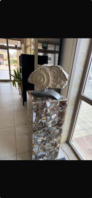 מאובן שבלול ענק ונדיר + בסיס קונצ'טו עם אפשרות תאורה נמצא בקבלת פנים של המפעל רוחב המאובן מעל 