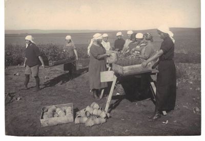 תצלום מקורי של "משק הפועלות" בפתח תקוה – השתלבות הנשים ביצירה החקלאית – שנות ה-20. תצלום מקורי 