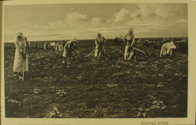 שני אוגדנים של גלויות – יעקב בן דוב. א. בצלאל. ללא כריכה. [בגליל, סריה ד']. 10 גלויות [מתוך 