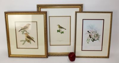 Set of 3 ornithilogical engravings. Lot of 3 ornithological (bird) etchings. Overall dimensions 