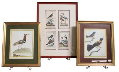 Lot of 3 French ornithological engravings after Martinet and Veronique. Green matte overall 