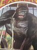 vtg kraft litho double sided gorilla circus poster. from estate collection heavy stock see pics Image - 2