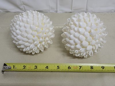 natural clamrose seashell 2 filled balls 4" Nice!. each 4" wide in very good conditon both 