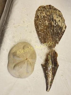 pair of vtg marine life sea shells penshell& urchn. large cake urchin 5" wide 2 1/2" tall in 