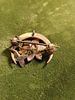 vtg crescent moon brooch c clasp pendant GF?. very nice brooch also can be worn as a pendant 1" Image - 1