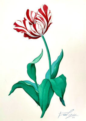 דניאל צוברי - ׳׳צבעוני׳׳ 2022. אקוורל על נייר (ללא מסגרת) 
36/26 ס׳׳מ 
חתום 
קוקו 