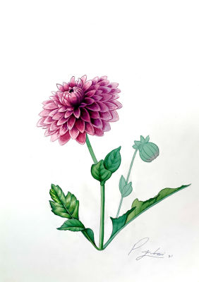 דניאל צוברי - ׳׳׳דליה׳׳ 2021. אקוורל על נייר (ללא מסגרת) 
36/26 ס׳׳מ 
חתום 
קוקו 