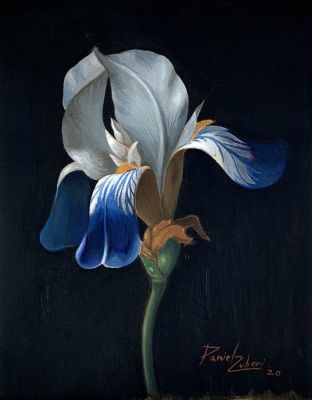 דניאל צוברי - ׳׳אירוס׳׳ 2020. שמן על בד 
25/20 ס׳׳מ 
חתום 
קוקו 