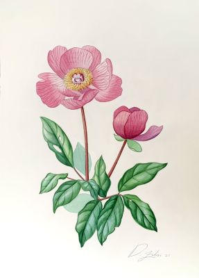 דניאל צוברי - ׳׳אדמונית החורש׳׳ 2021. אקוורל על נייר 
36/26 ס׳׳מ 
חתום 
קוקו מתכבדת וגאה להציג 